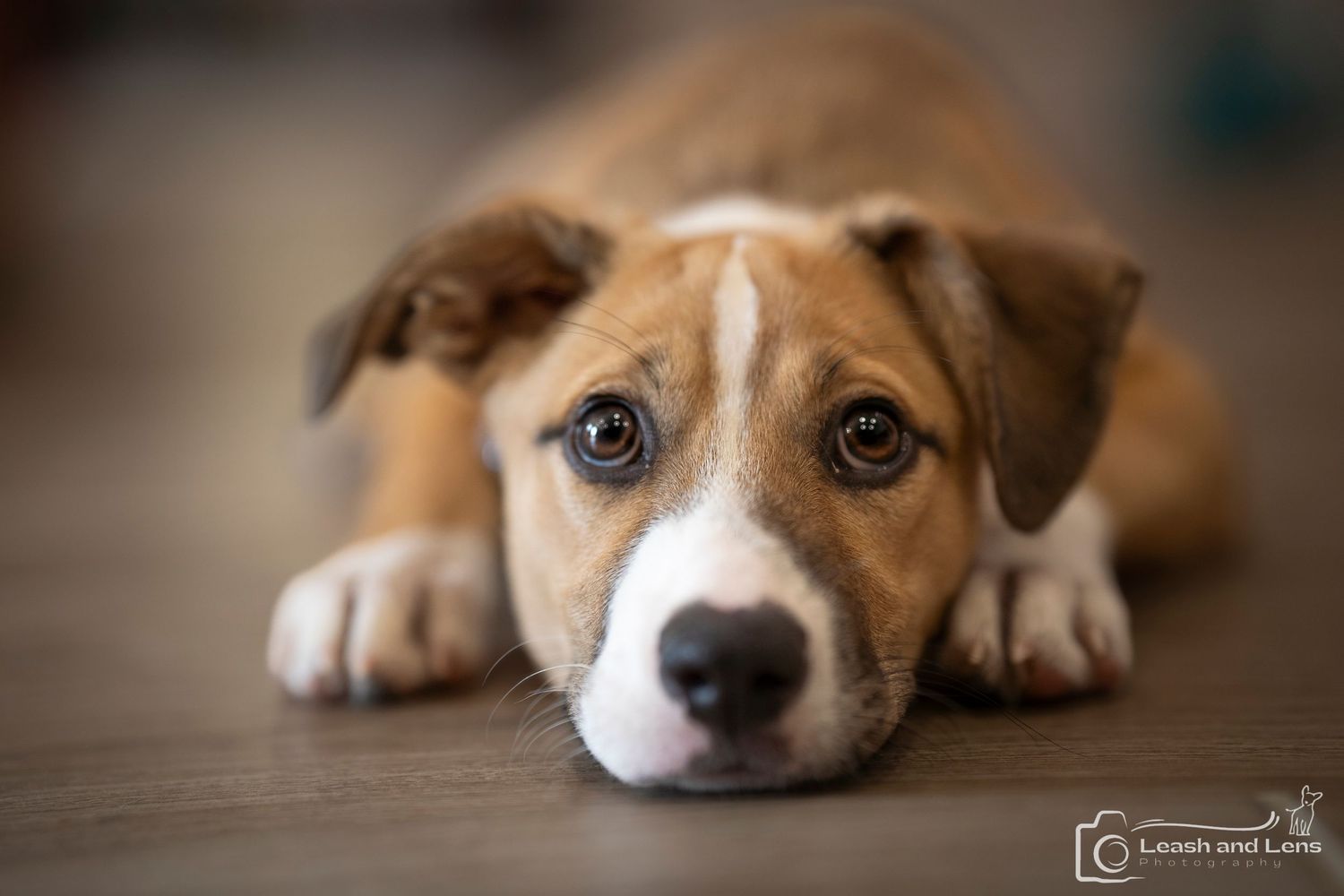 Close-up view of a sleeping puppy's face resting on wooden floor.