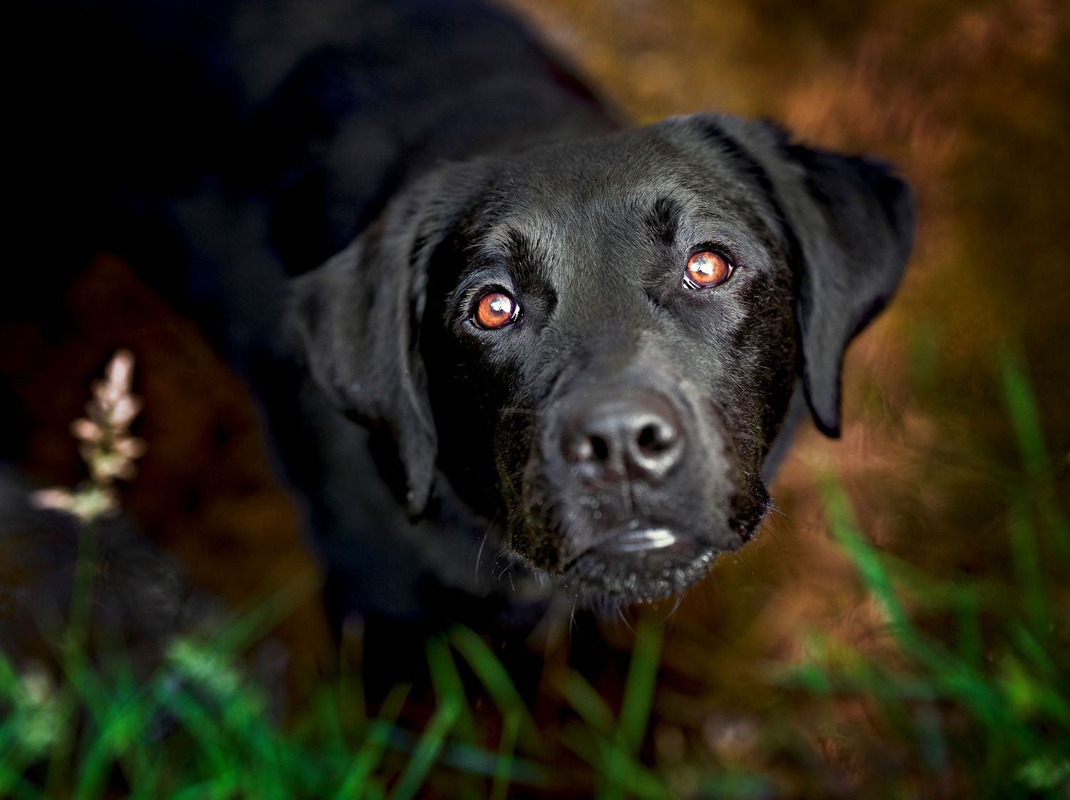 Close-up portraits of a black dog's face showing expressive eyes.