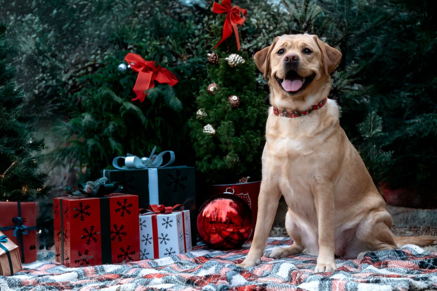 Golden Labrador sitting among Christmas presents and decorations.