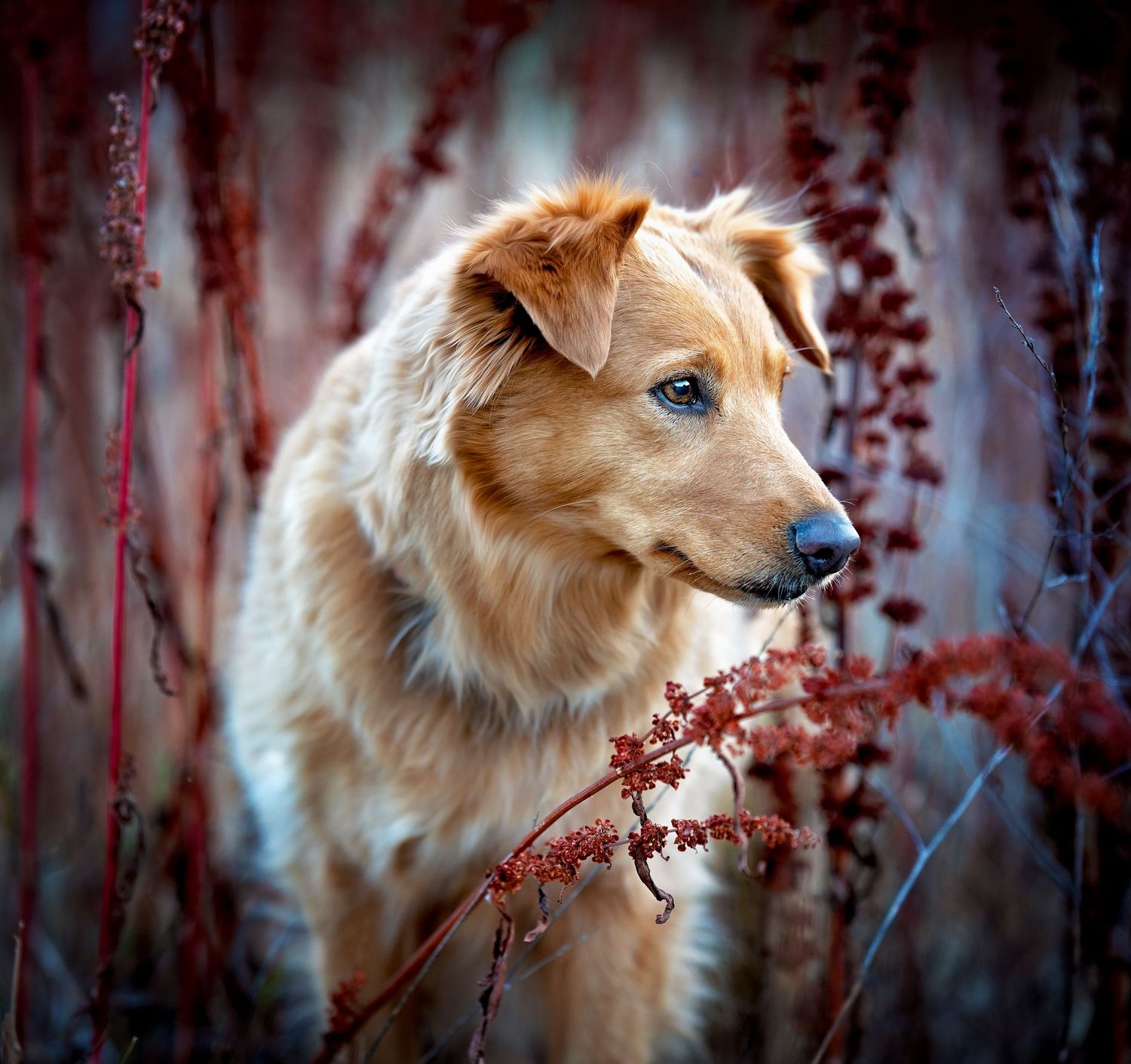 Golden dog portrait among red autumn berries with blurred background.