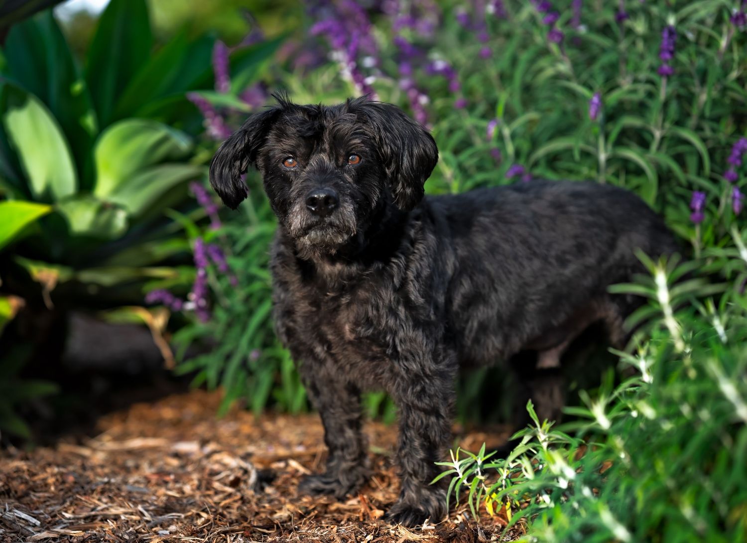 Black dog resting in garden with purple flowers and green foliage.