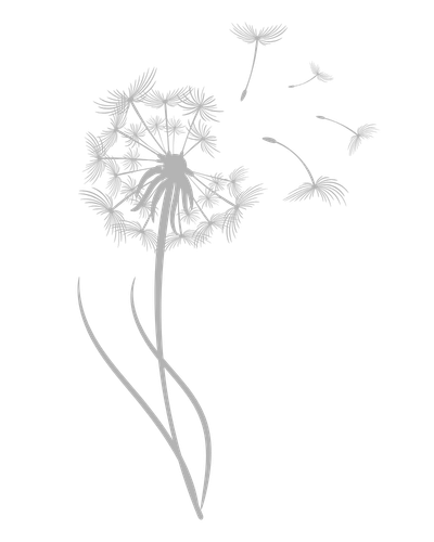 Gray dandelion illustration with seeds blowing in the wind on a white background.