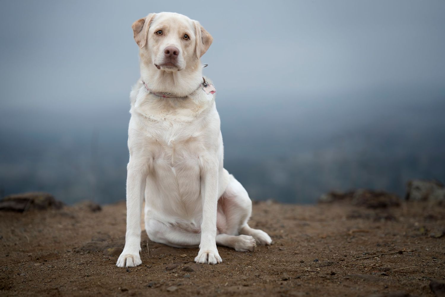 A yellow Labrador retriever sitting on a misty beach at sunset.