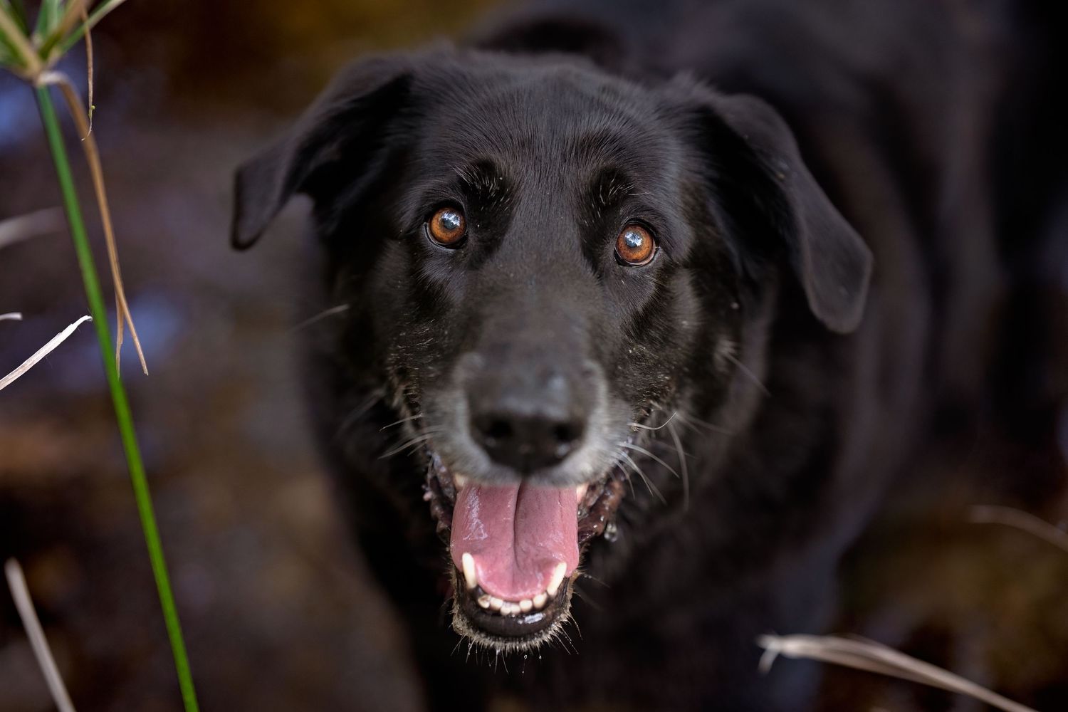 Close up portrait of a black dog with expressive eyes and happy smile.