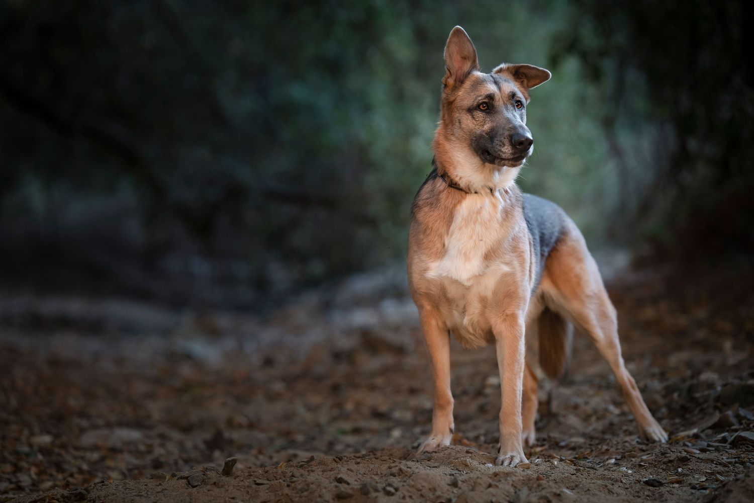 Brown and white dog sitting attentively in a dark outdoor setting.
