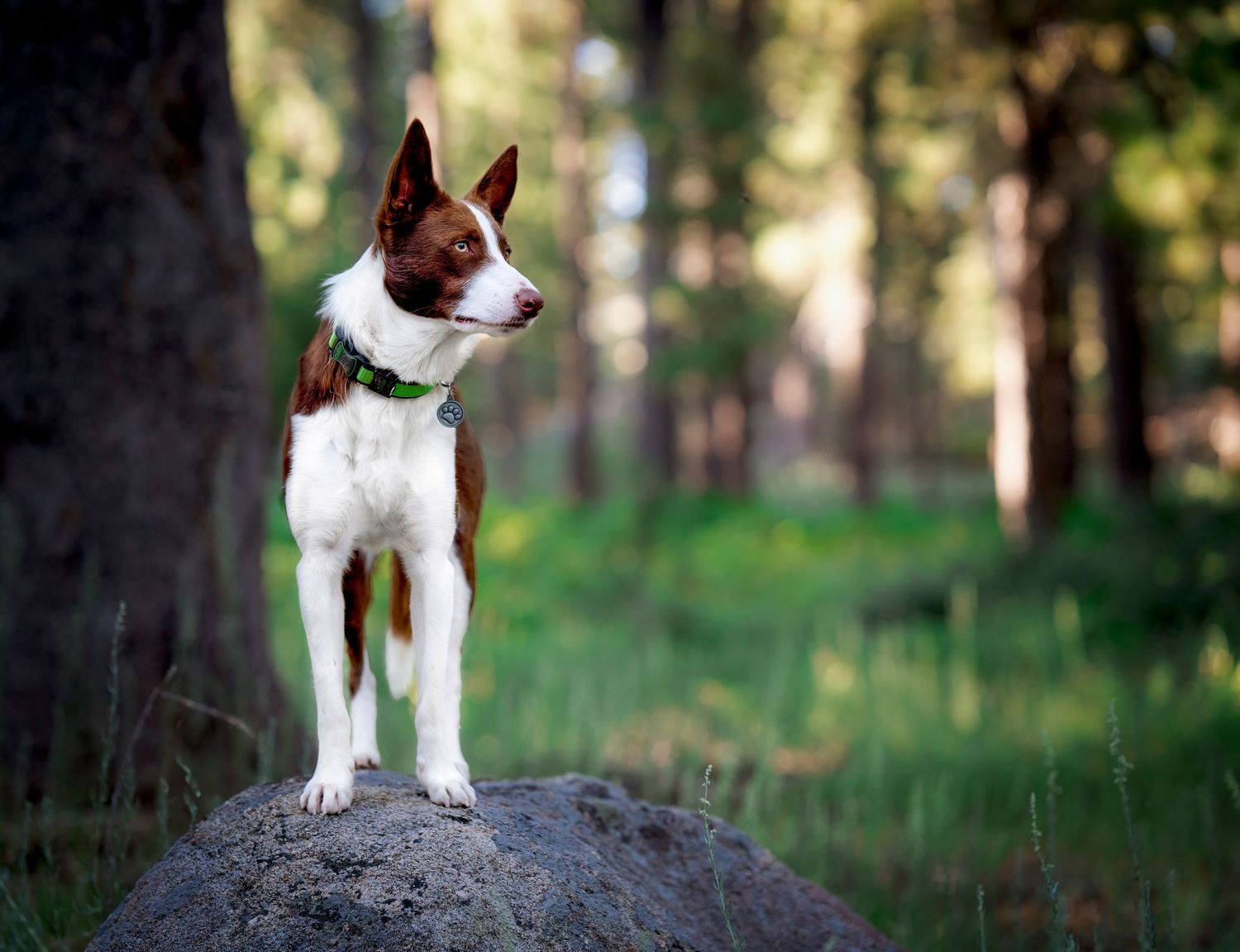 Small terrier dog standing confidently on rock in forest setting.