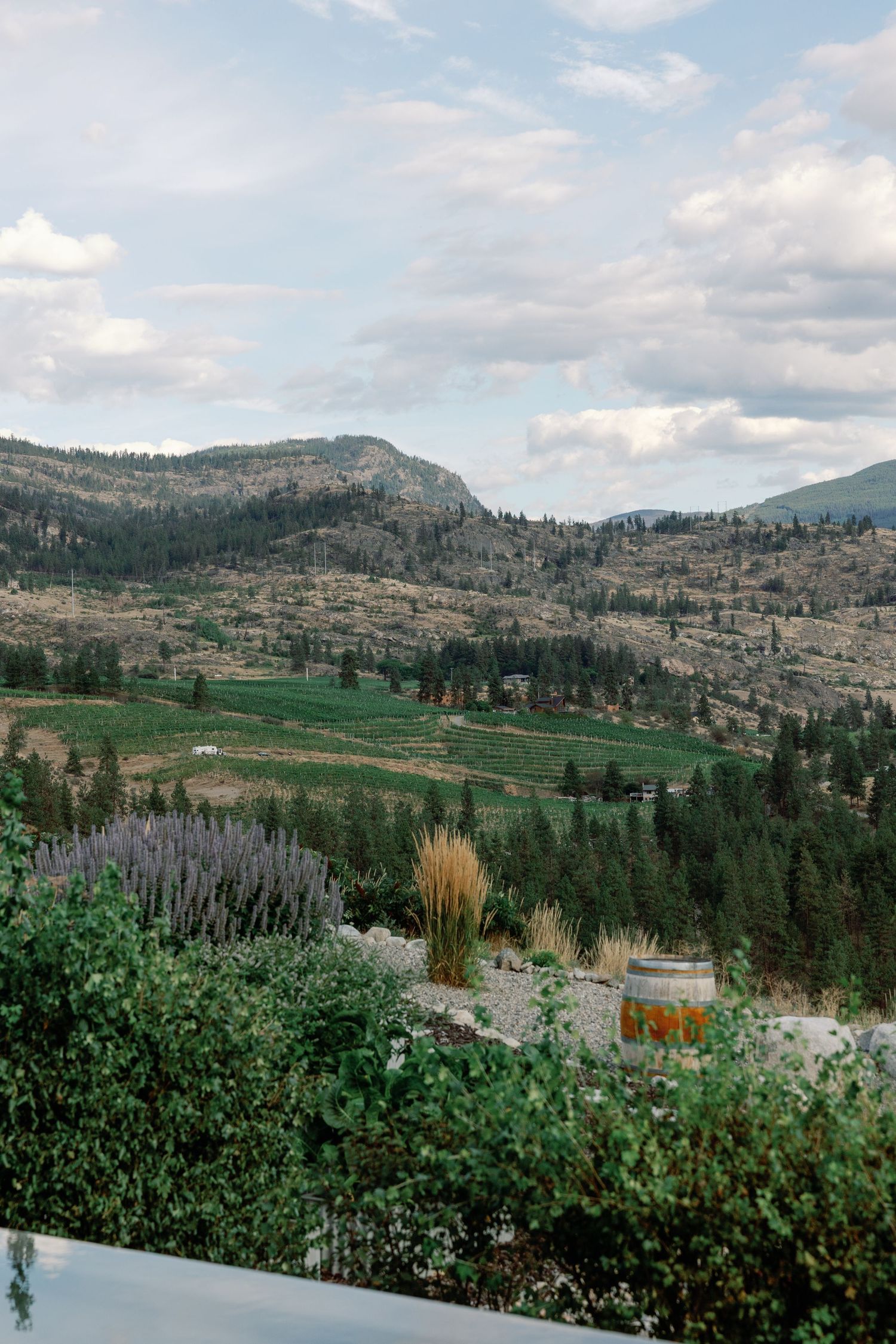 Scenic winery terrace view of Okanagan Valley mountains with lavender and ornamental grasses.
