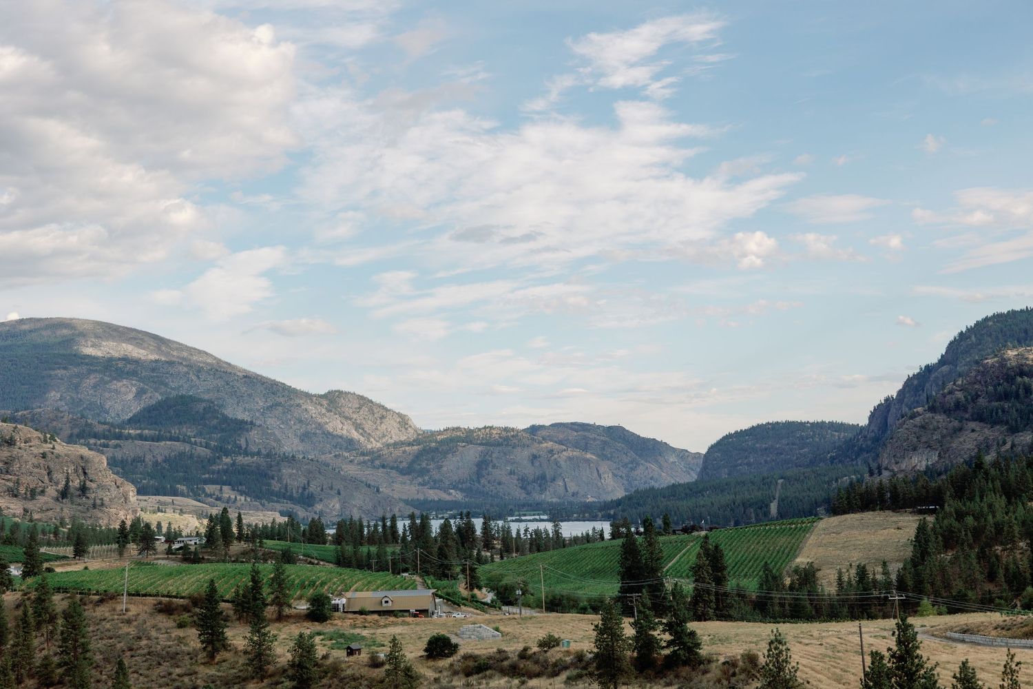 Panoramic view of Okanagan Valley with rolling hills, evergreen trees and lake in distance.