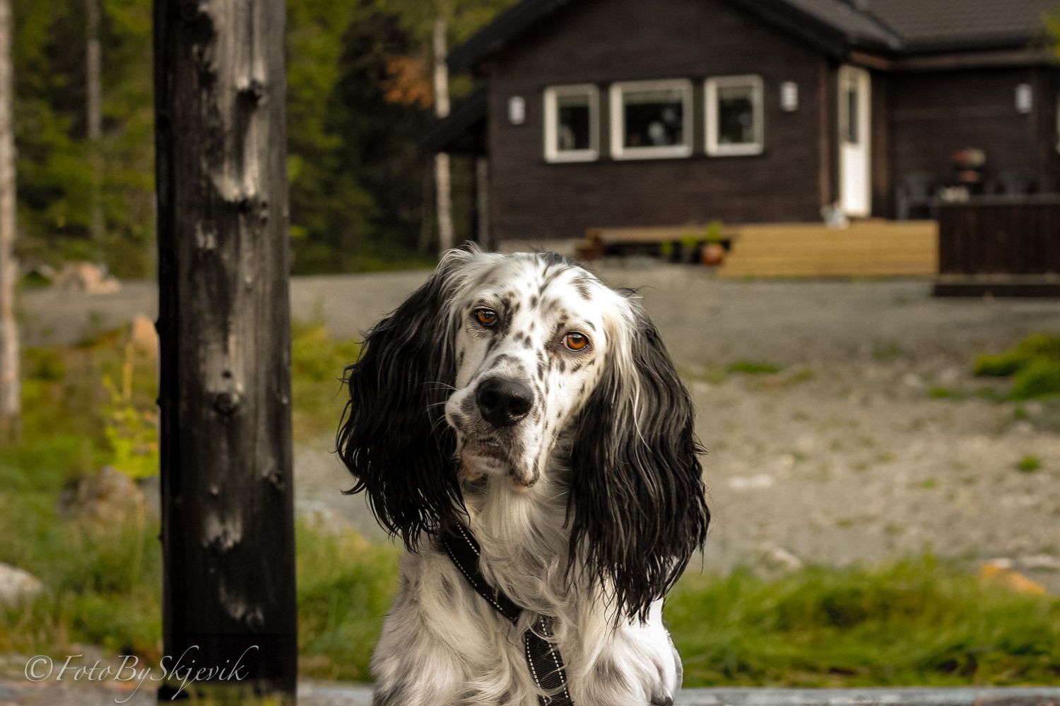 A black and white English Setter dog photographed outdoors with a cabin in the background.