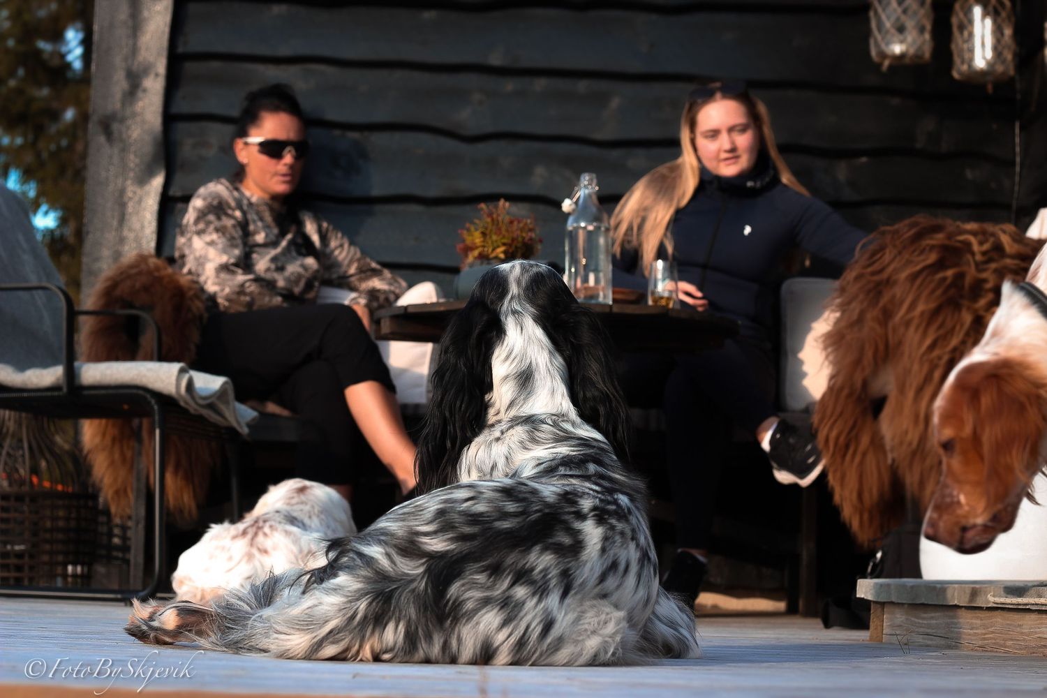 Two dogs resting on an outdoor patio with furniture and decorative elements.