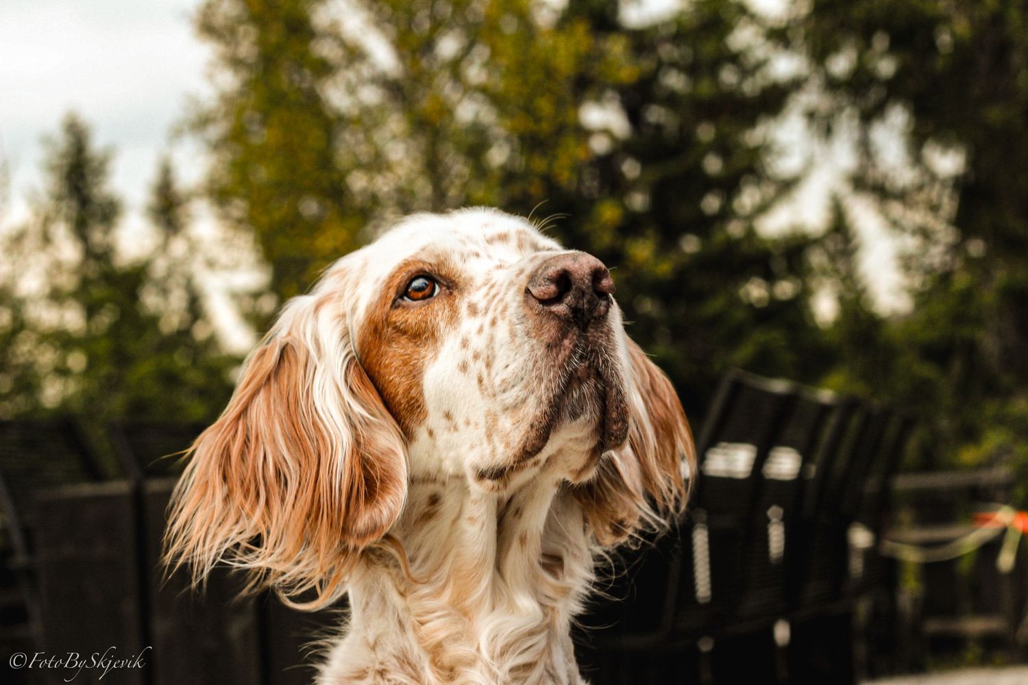 English Setter dog with flowing fur photographed in natural outdoor setting.