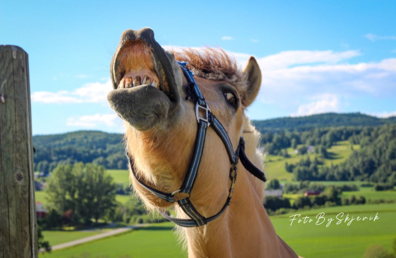 Close-up profile shots of brown horses with blue sky and mountains in background.
