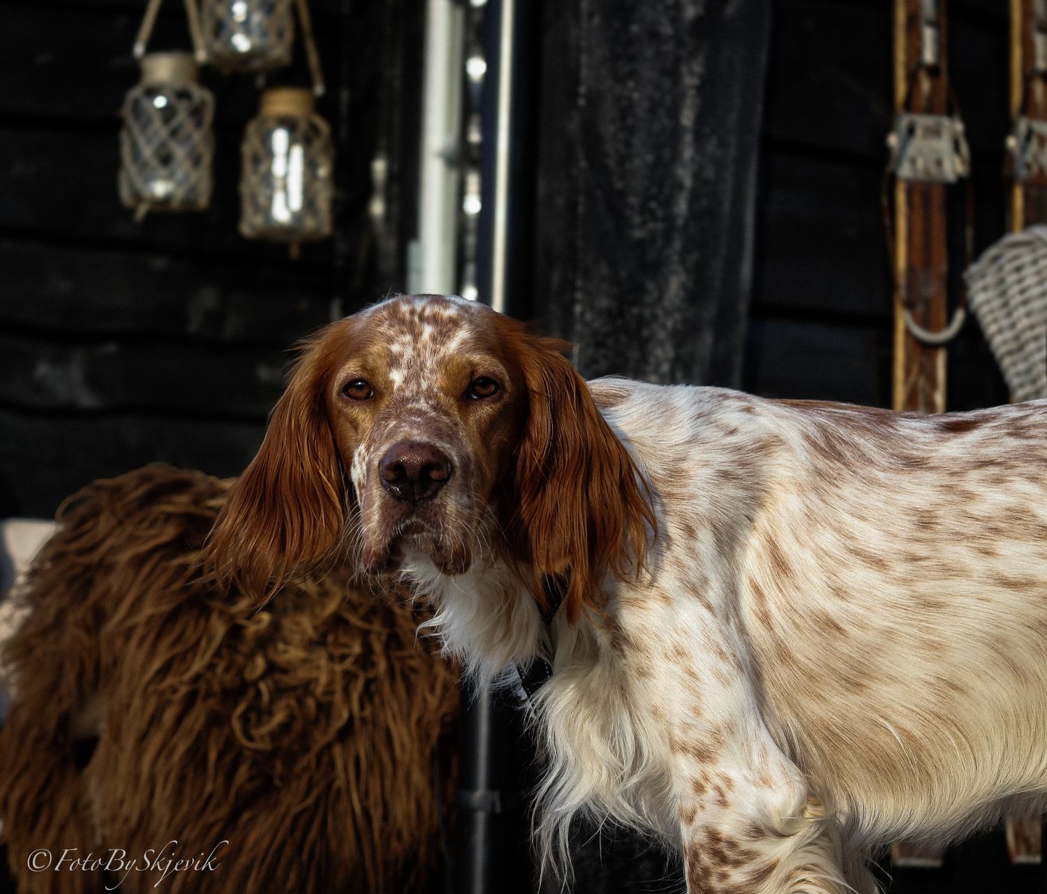 A close-up portrait of a spotted English Setter dog with long ears against a dark background.