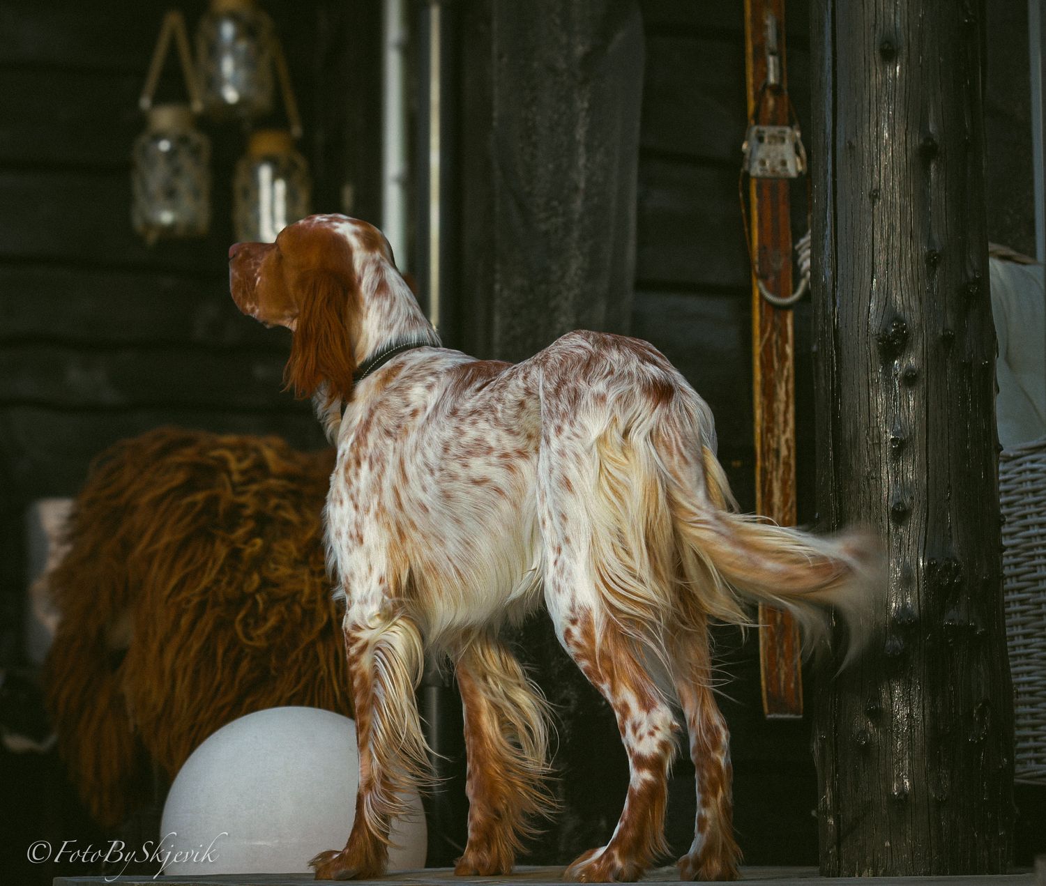 A spotted hunting dog standing in profile inside a rustic wooden building with hanging lanterns.