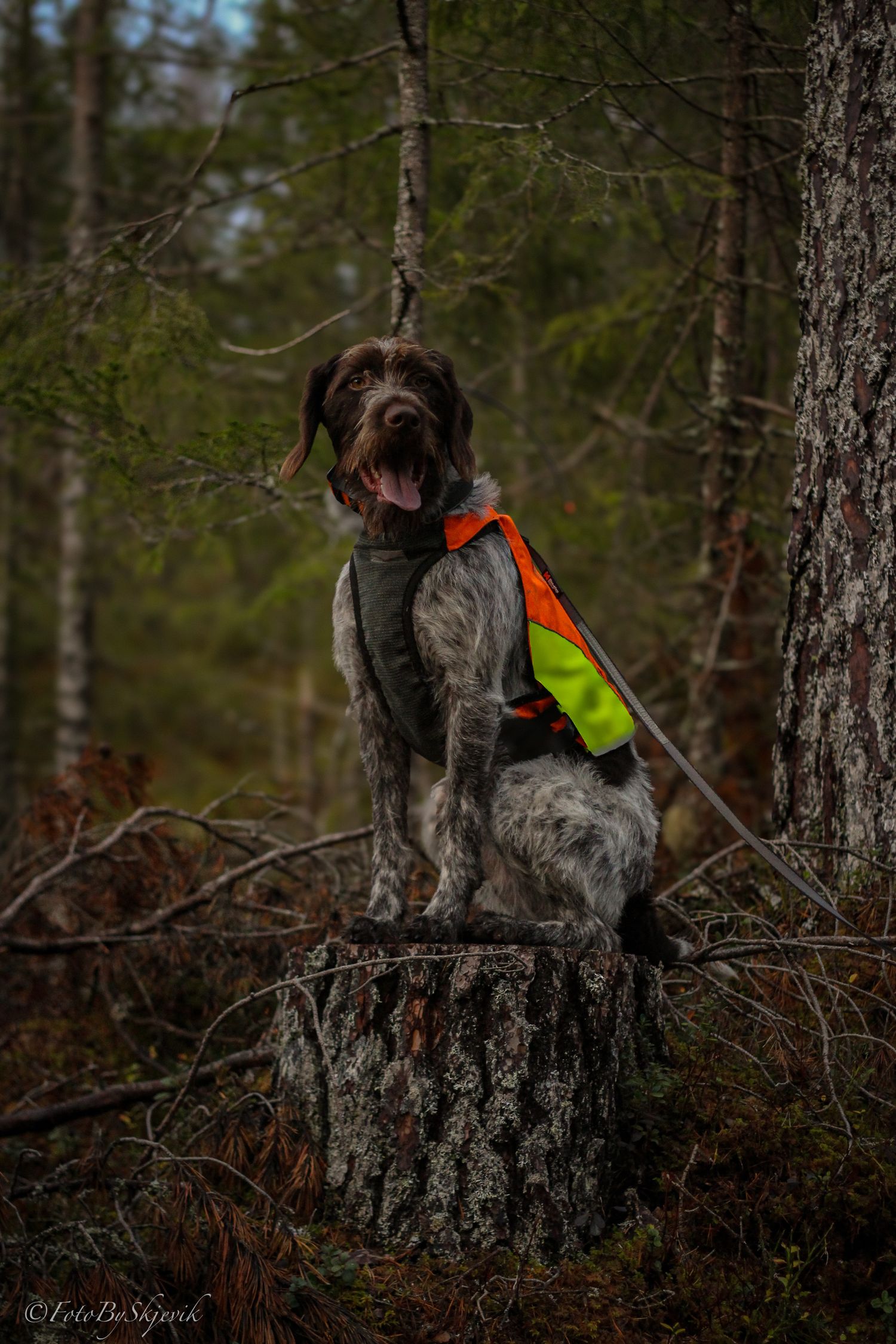 German wirehaired pointer dog wearing orange safety vest stands on tree stump in forest.