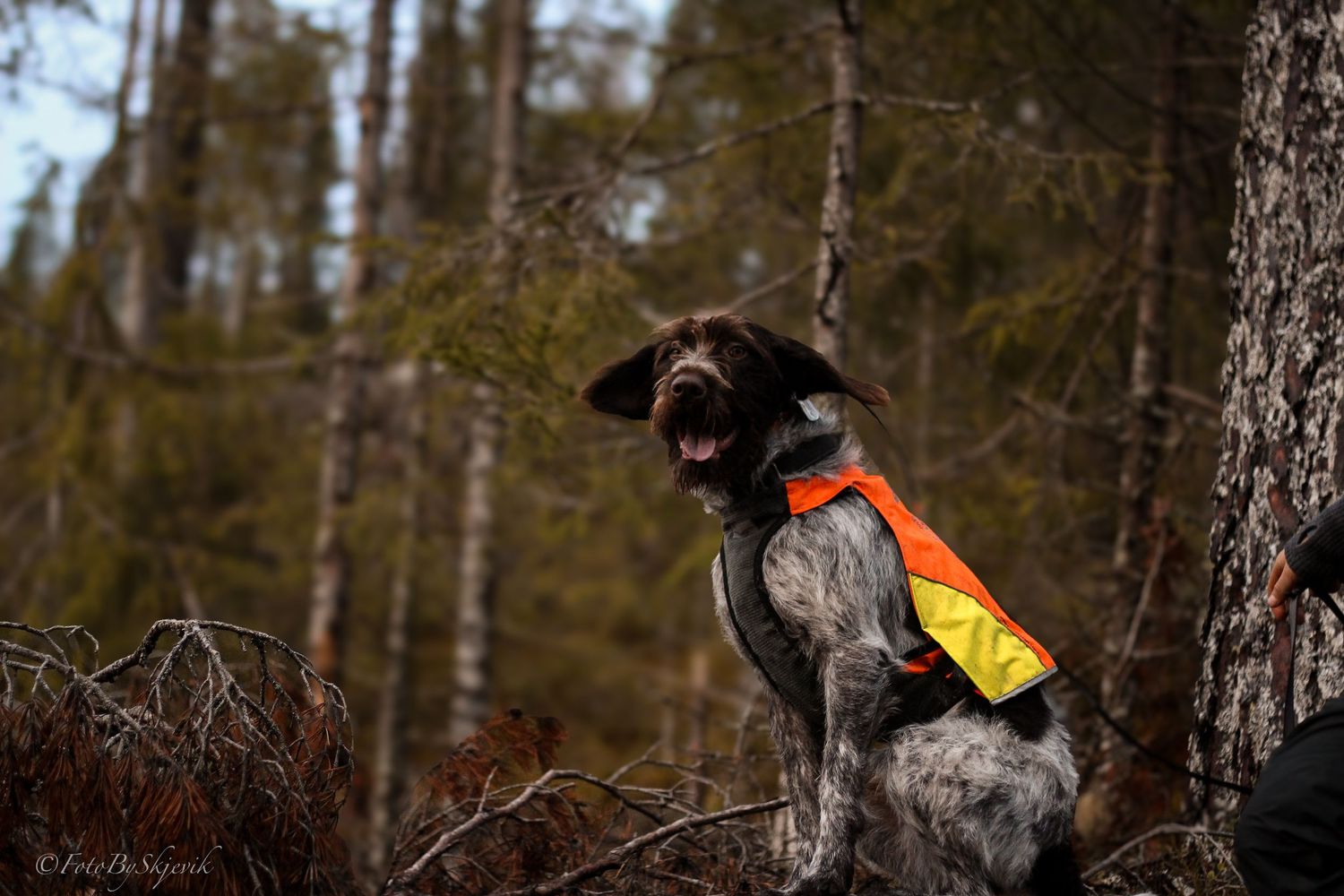 Hunting dog wearing high-visibility orange vest in autumn forest.