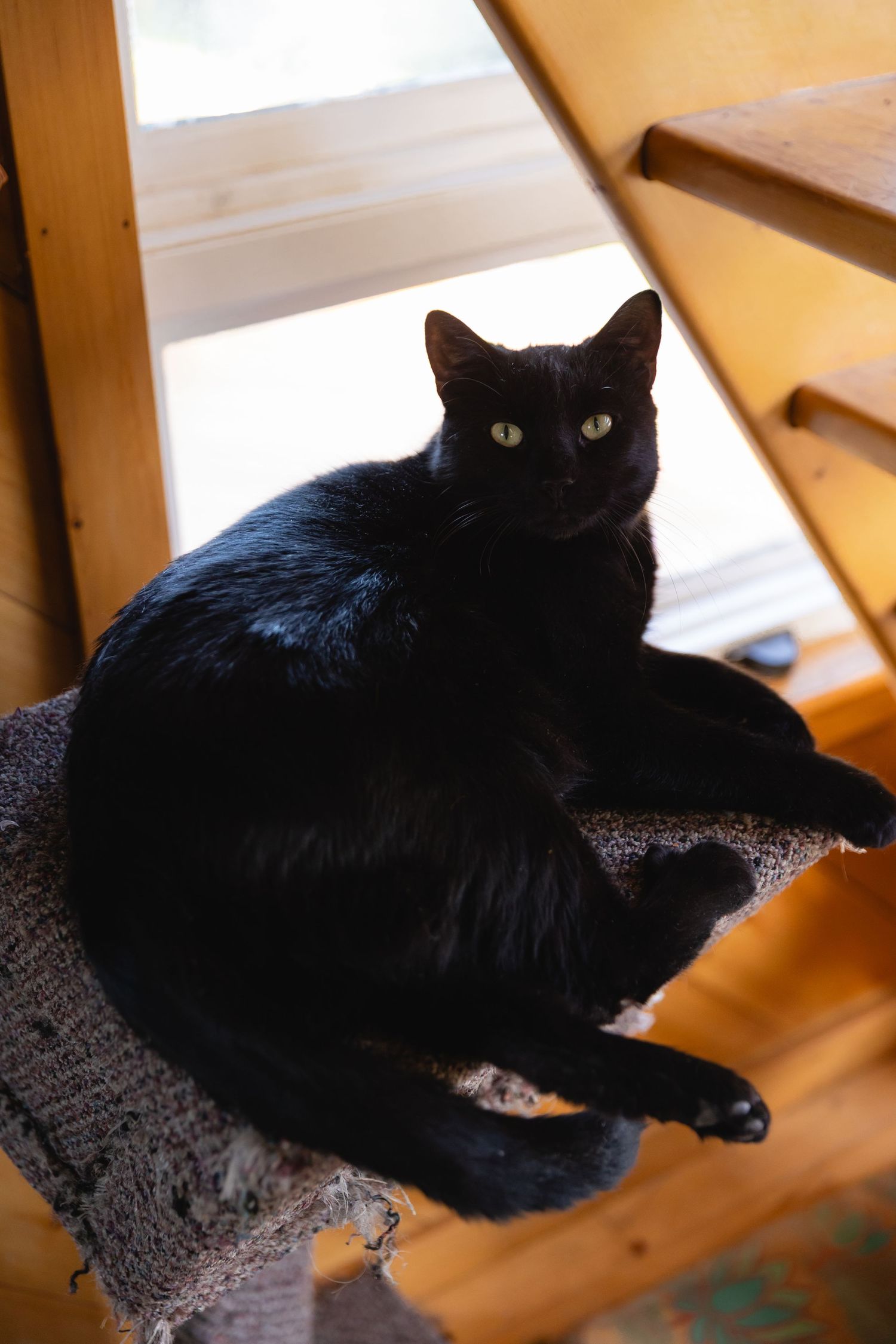 A black cat lounges on a gray blanket in a sunlit room, shown from multiple angles in a series of photos.