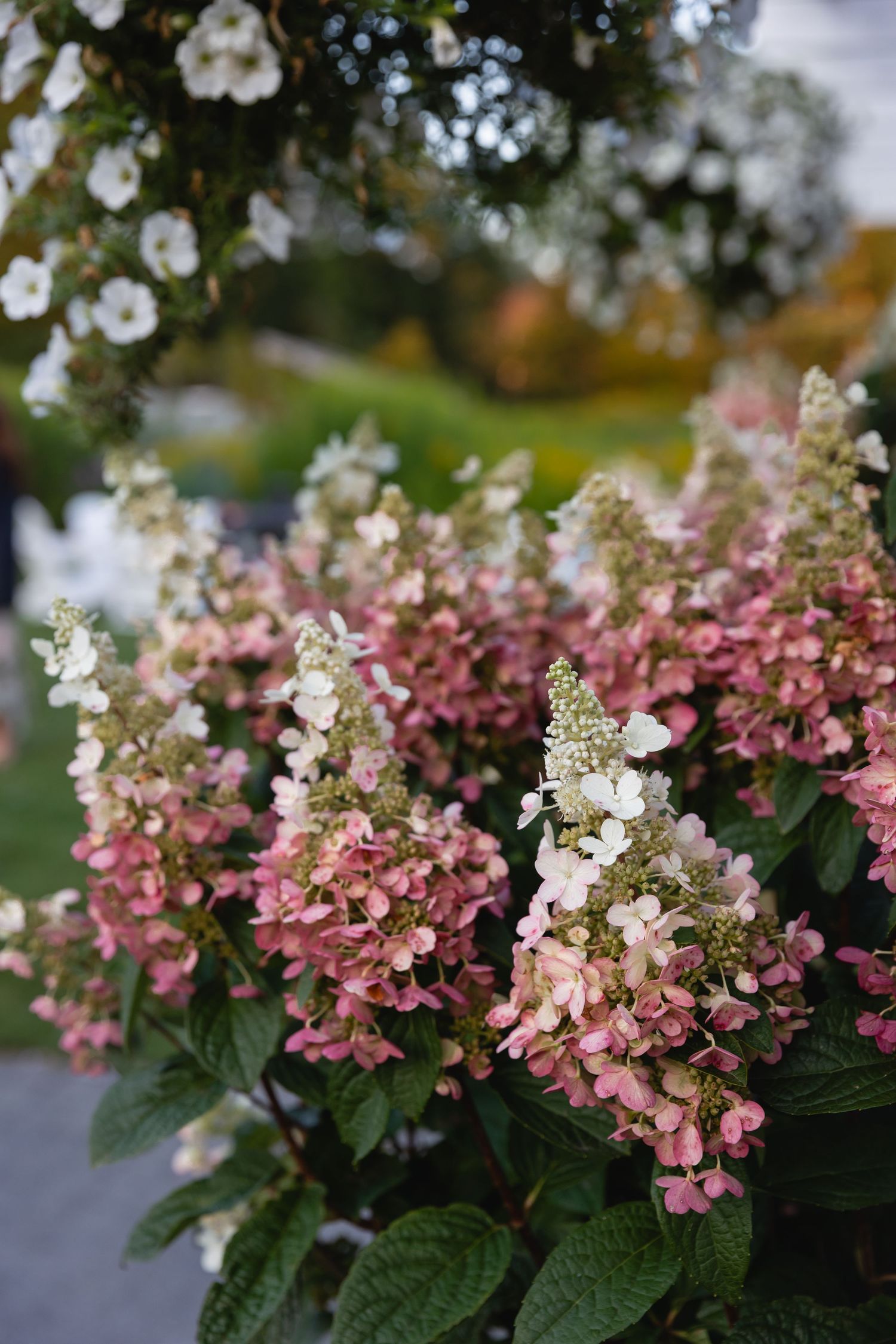 Pink and white hydrangea blooms with dark green leaves fade from vibrant to pale colors in autumn garden setting.