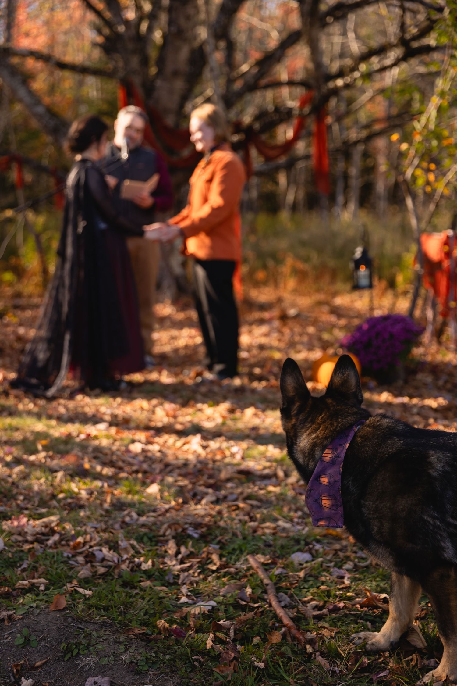 A dog in a purple harness watches people gathered on a leaf-covered path during autumn.