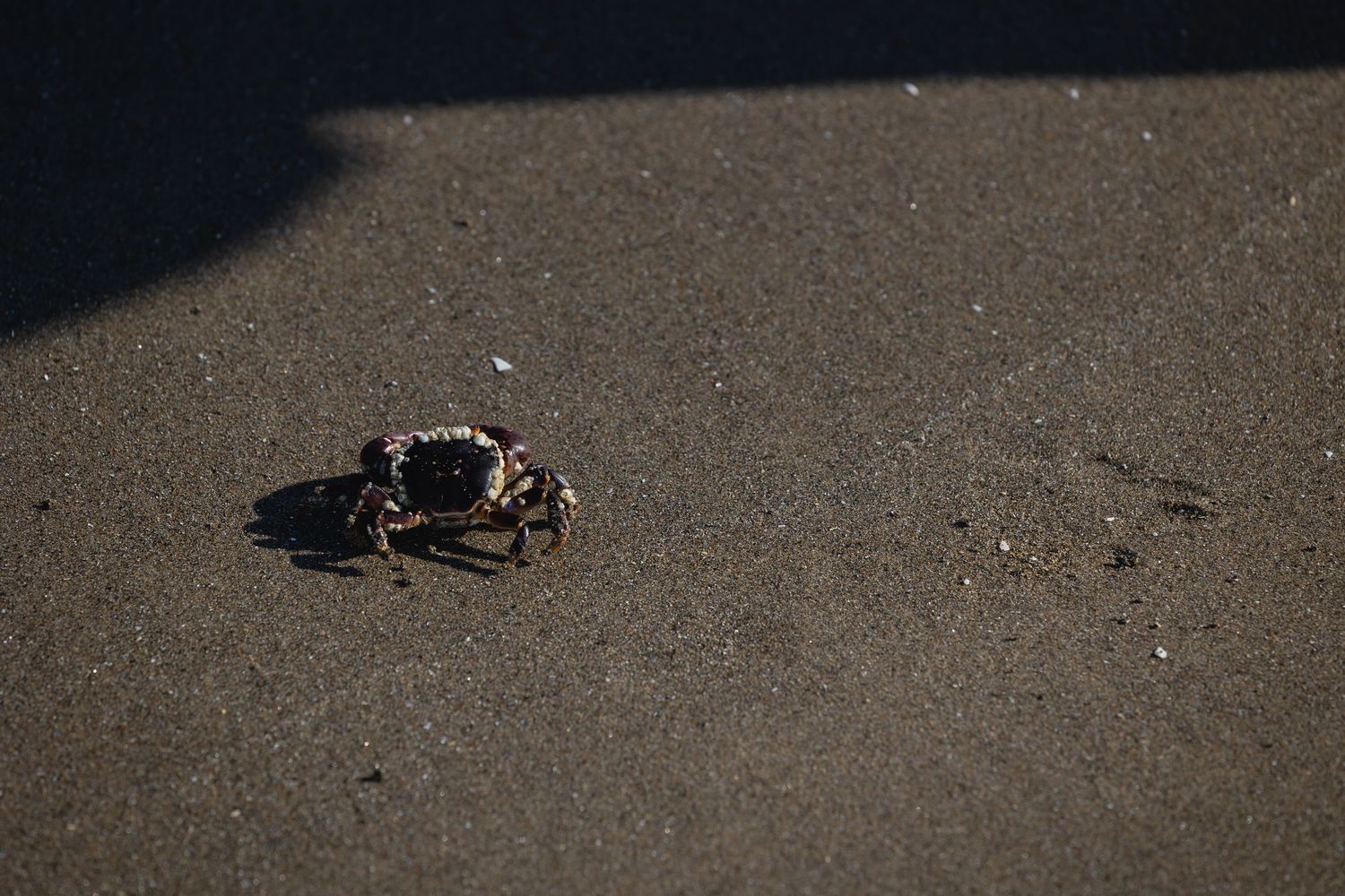 A small crab casts a shadow on a sandy beach in dramatic lighting.