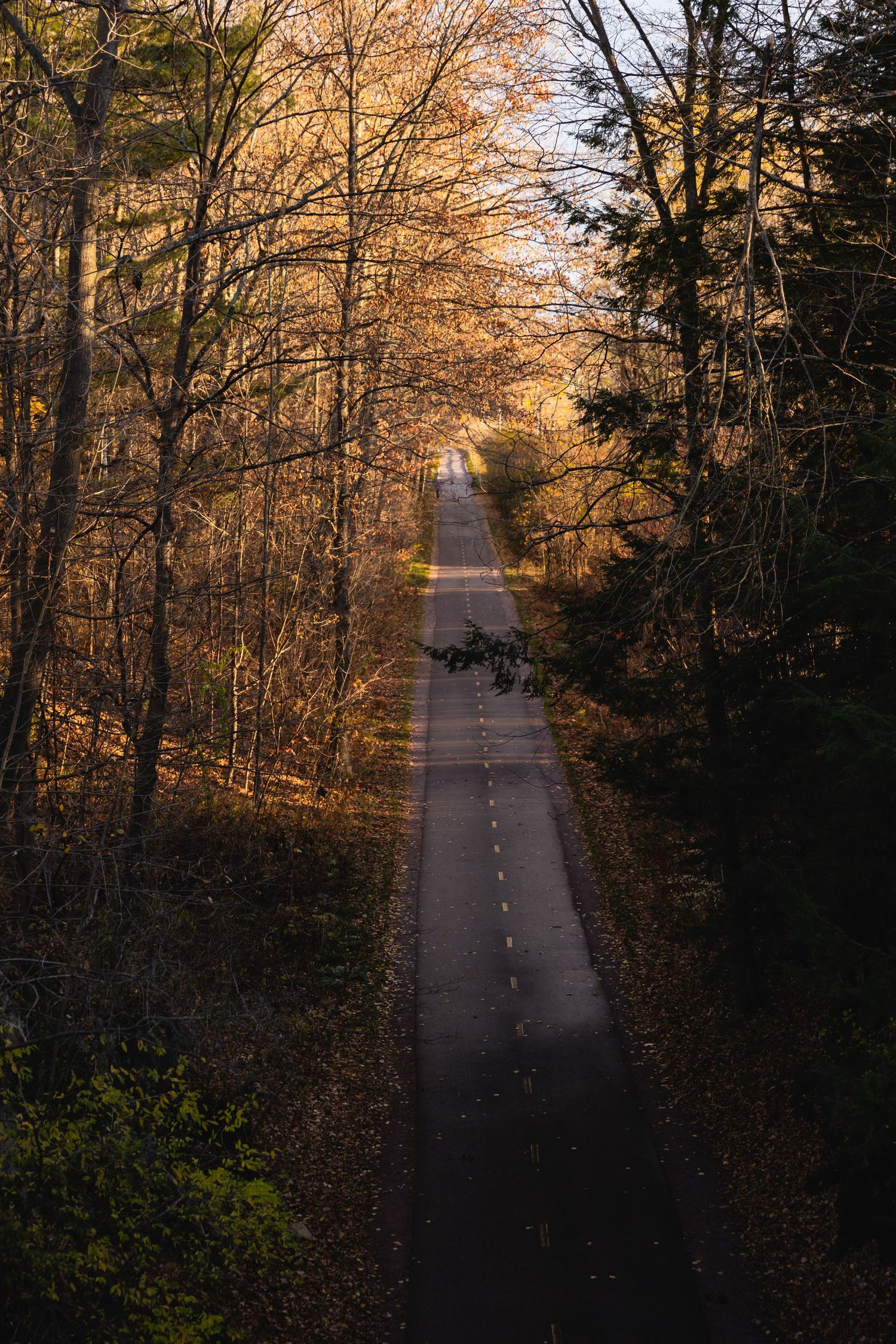 Sunset illuminates a long, empty paved trail cutting through autumn forest with golden light filtering through trees.