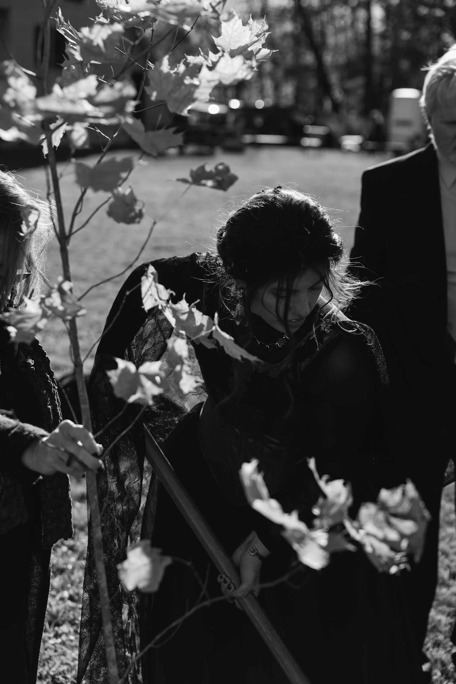 Black and white silhouette of tree branches with delicate leaves in a shadowy garden setting.