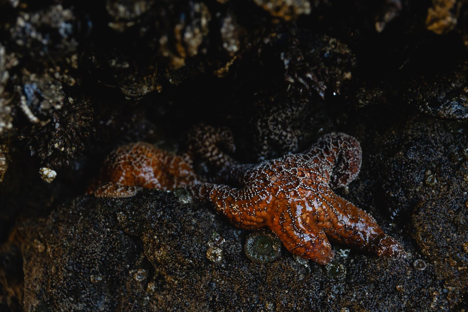Close-up macro shot of black volcanic rock with glowing orange lava cracks forming an abstract pattern.