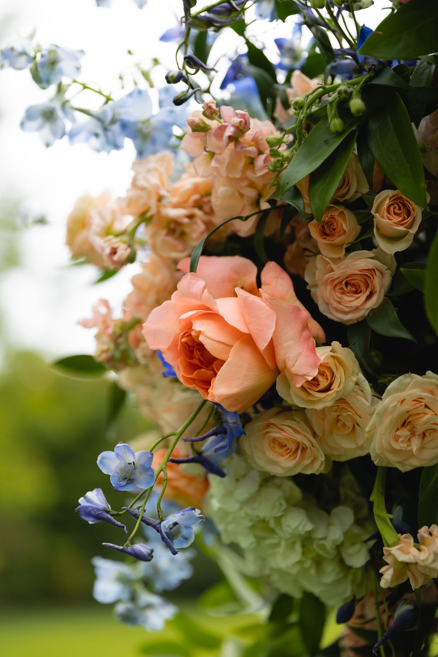 Delicate peach and cream roses mixed with blue delphiniums in an elegant floral arrangement against a soft blurred background.