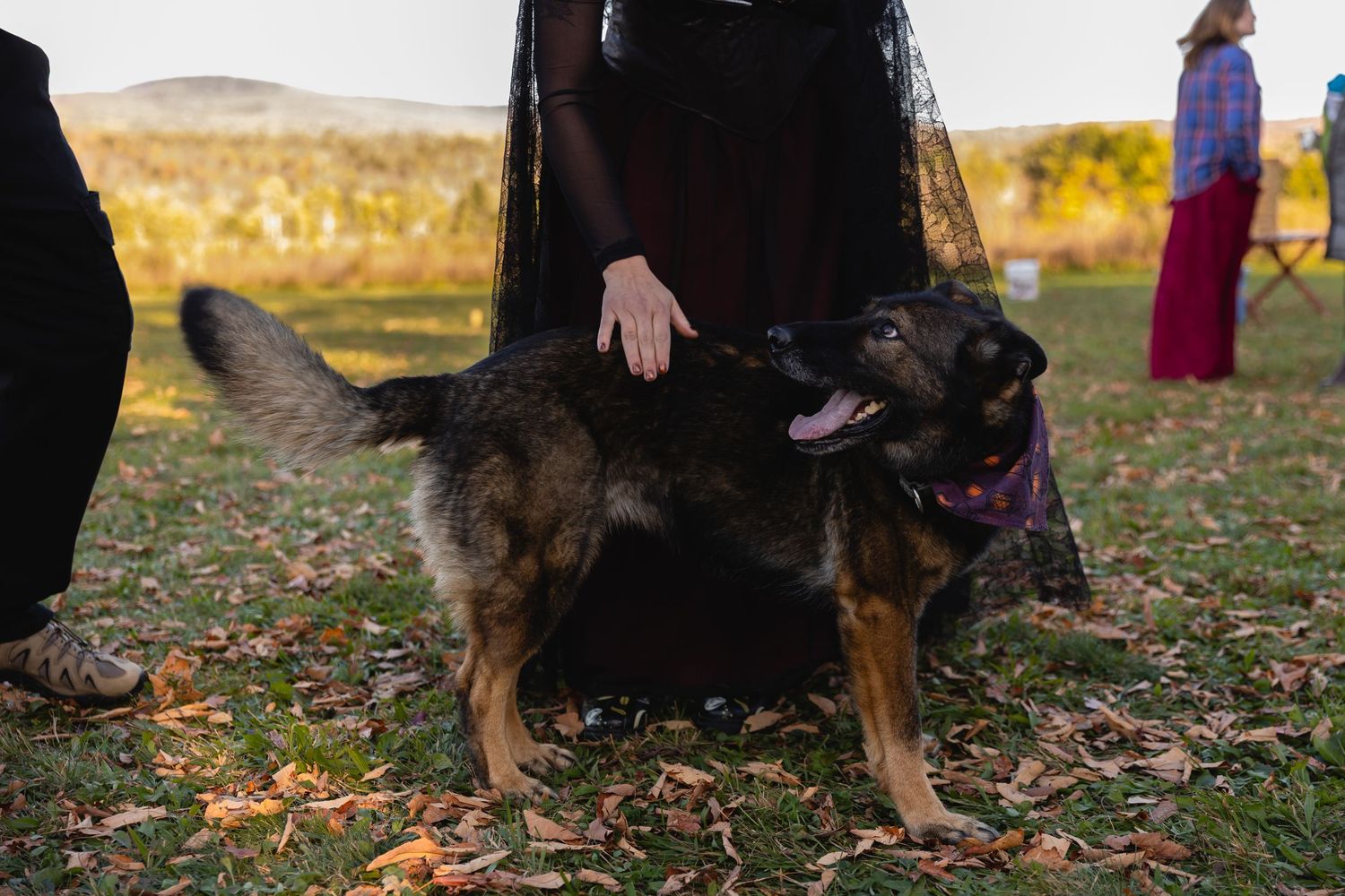 German Shepherd dog walks on grass with fallen autumn leaves during outdoor training session.
