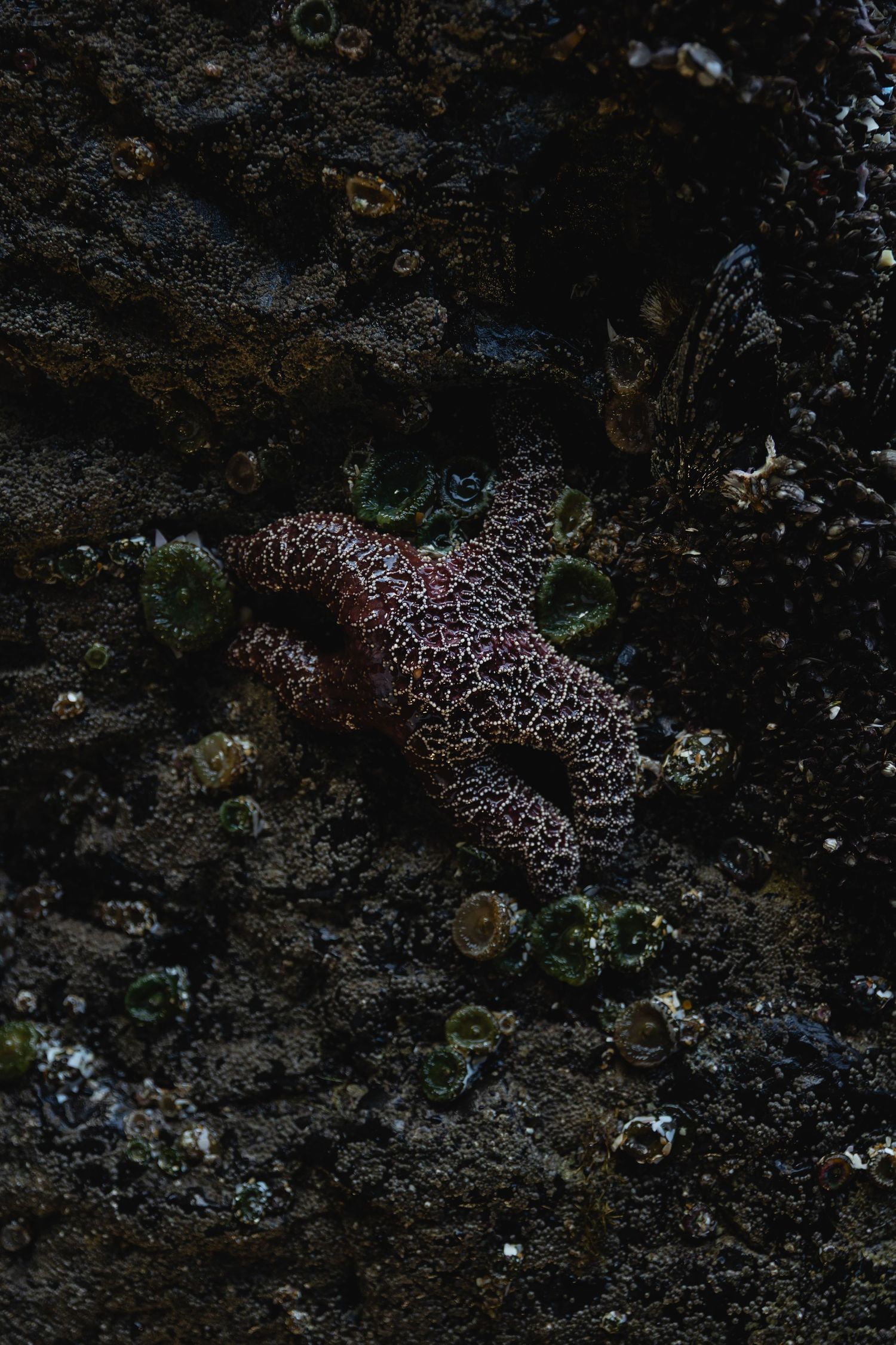 A sequence of time-lapse photos showing a leopard sea cucumber moving across the dark ocean floor.