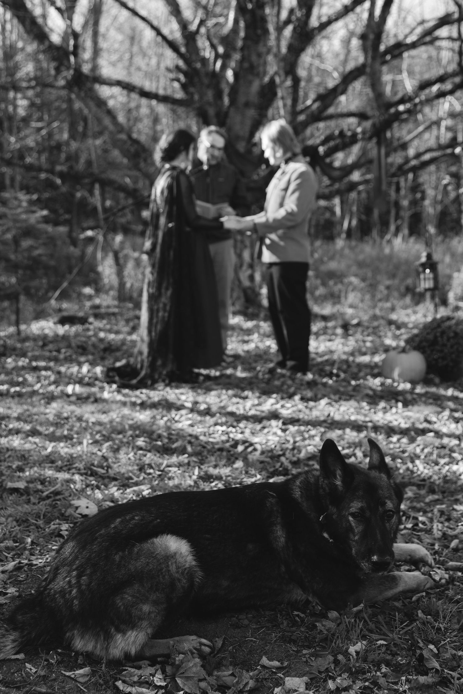 Two black dogs rest on fallen leaves in a monochrome forest scene.