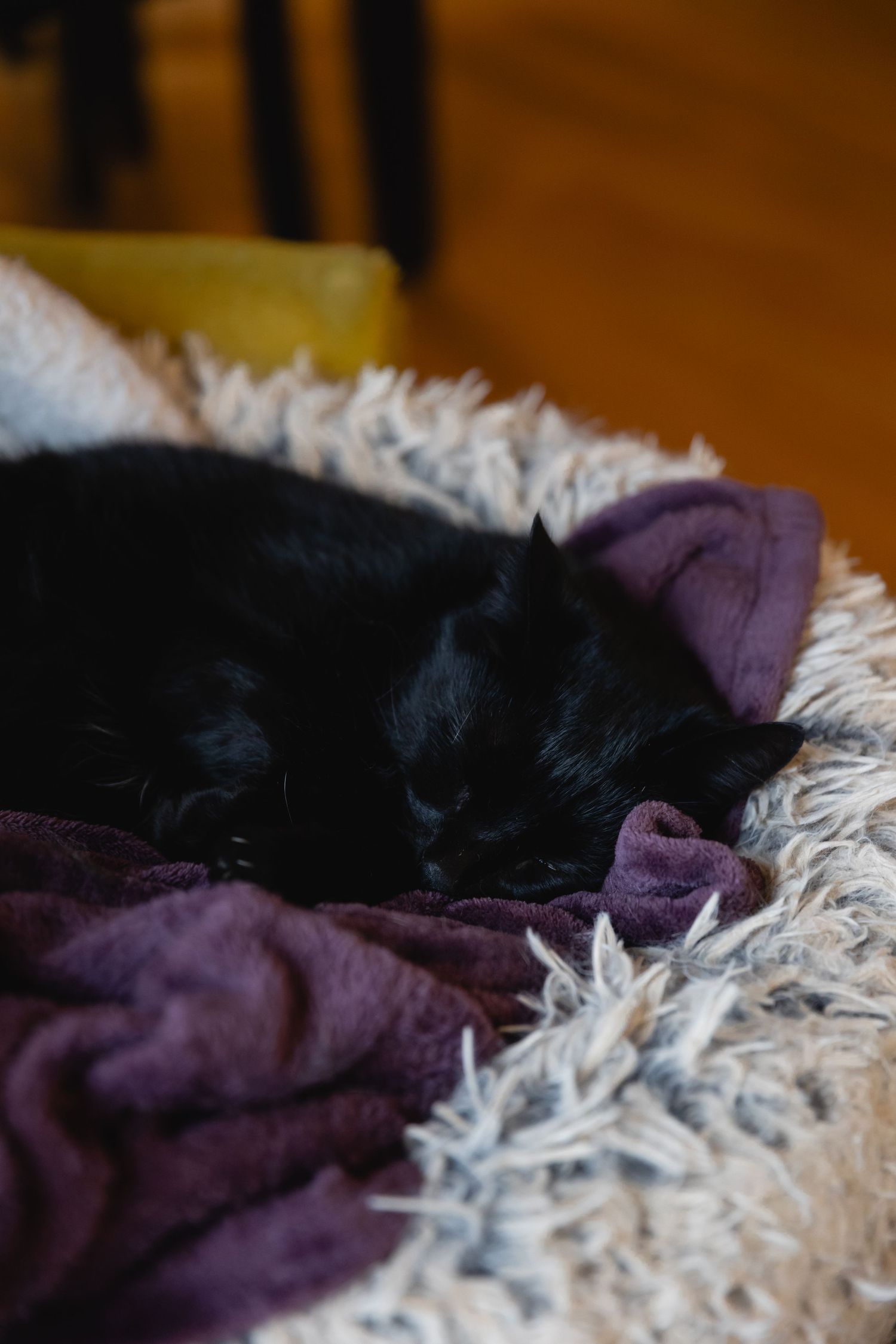 A black cat curled up sleeping on a cozy white faux fur blanket with purple fabric.