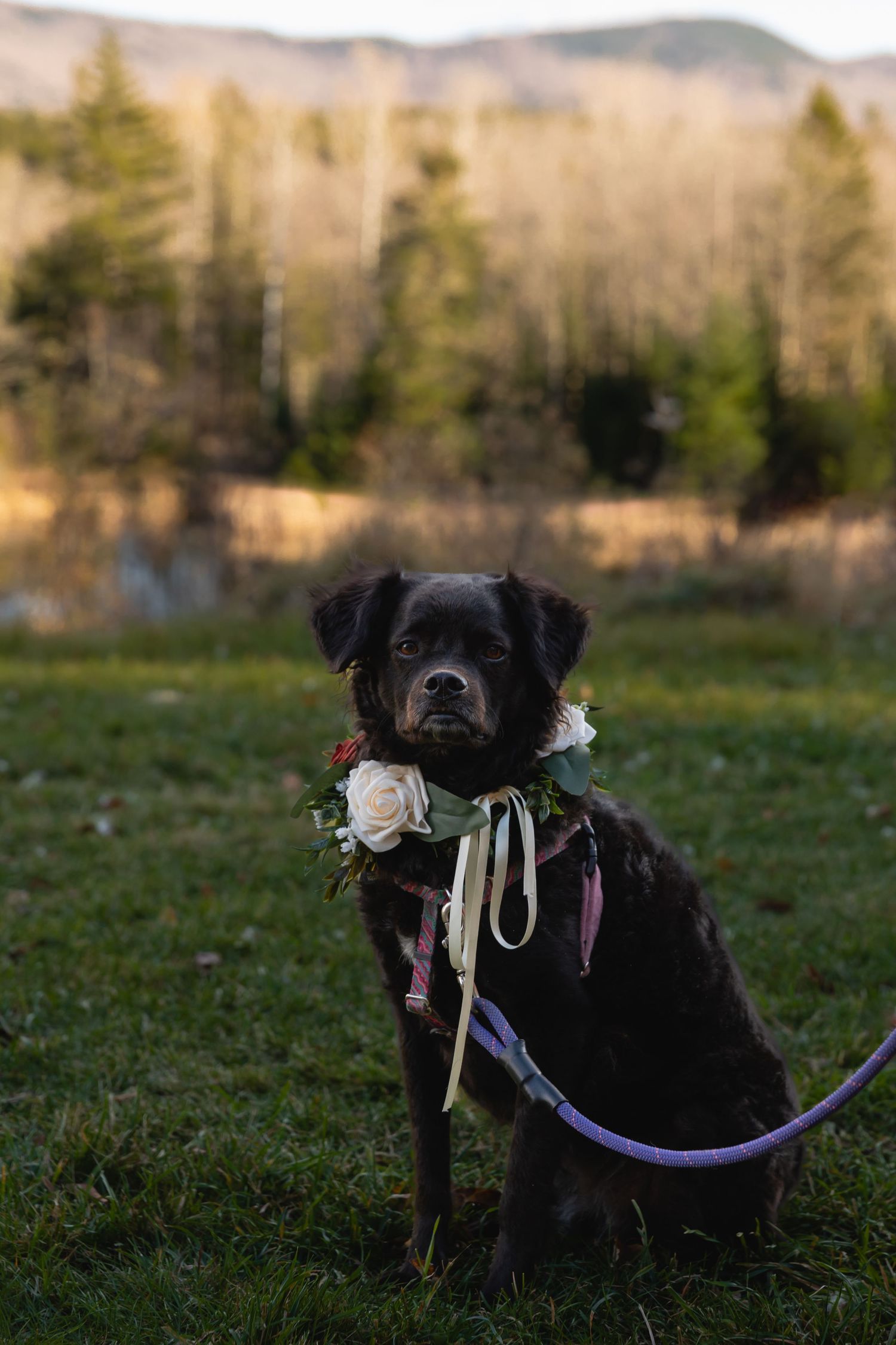 Black dog wearing a floral collar sits in a grassy field with mountains and forest in the background at dusk.