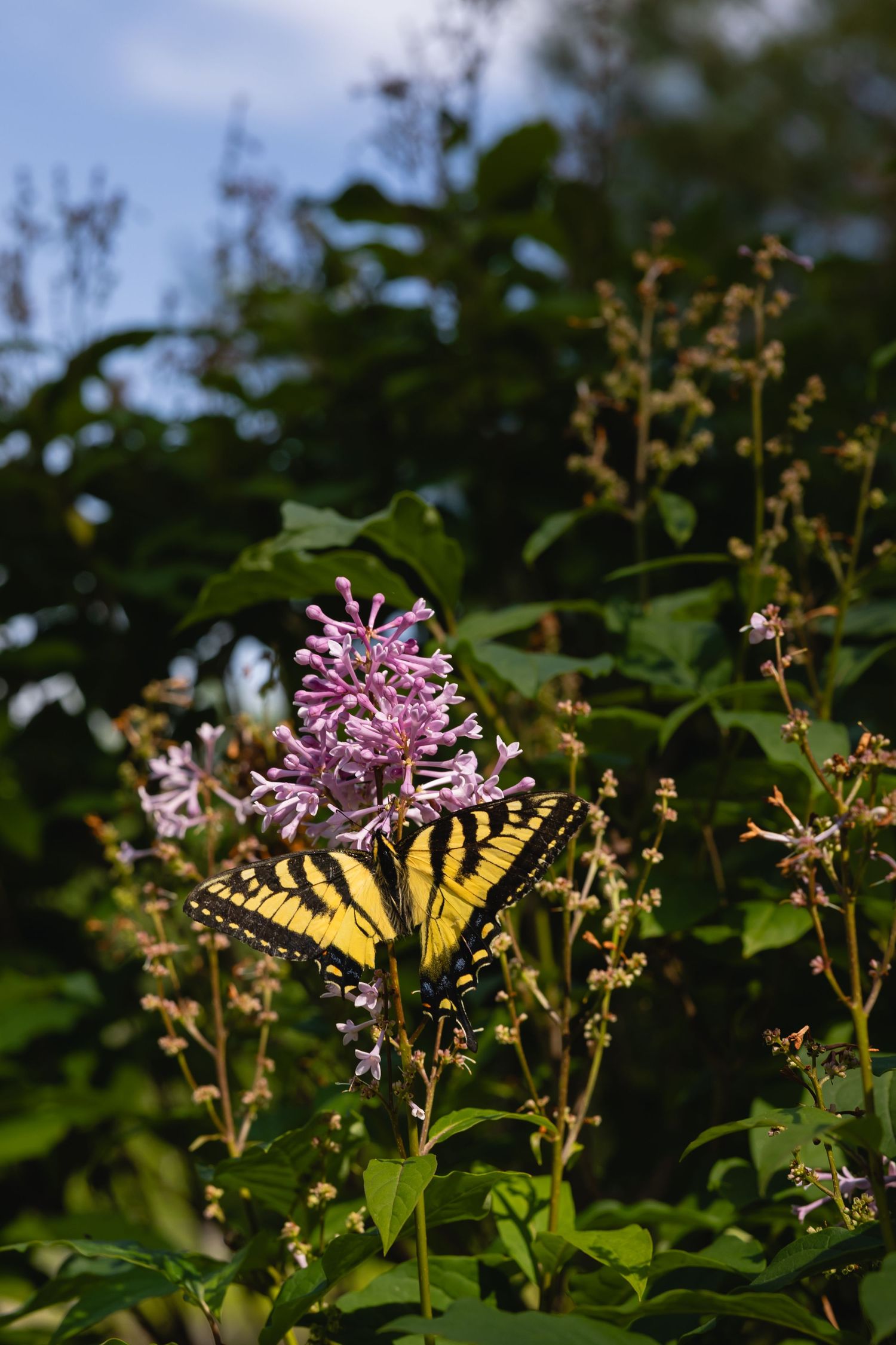 A yellow Eastern Tiger Swallowtail butterfly perches on a pink flowering plant against a blurred green background.