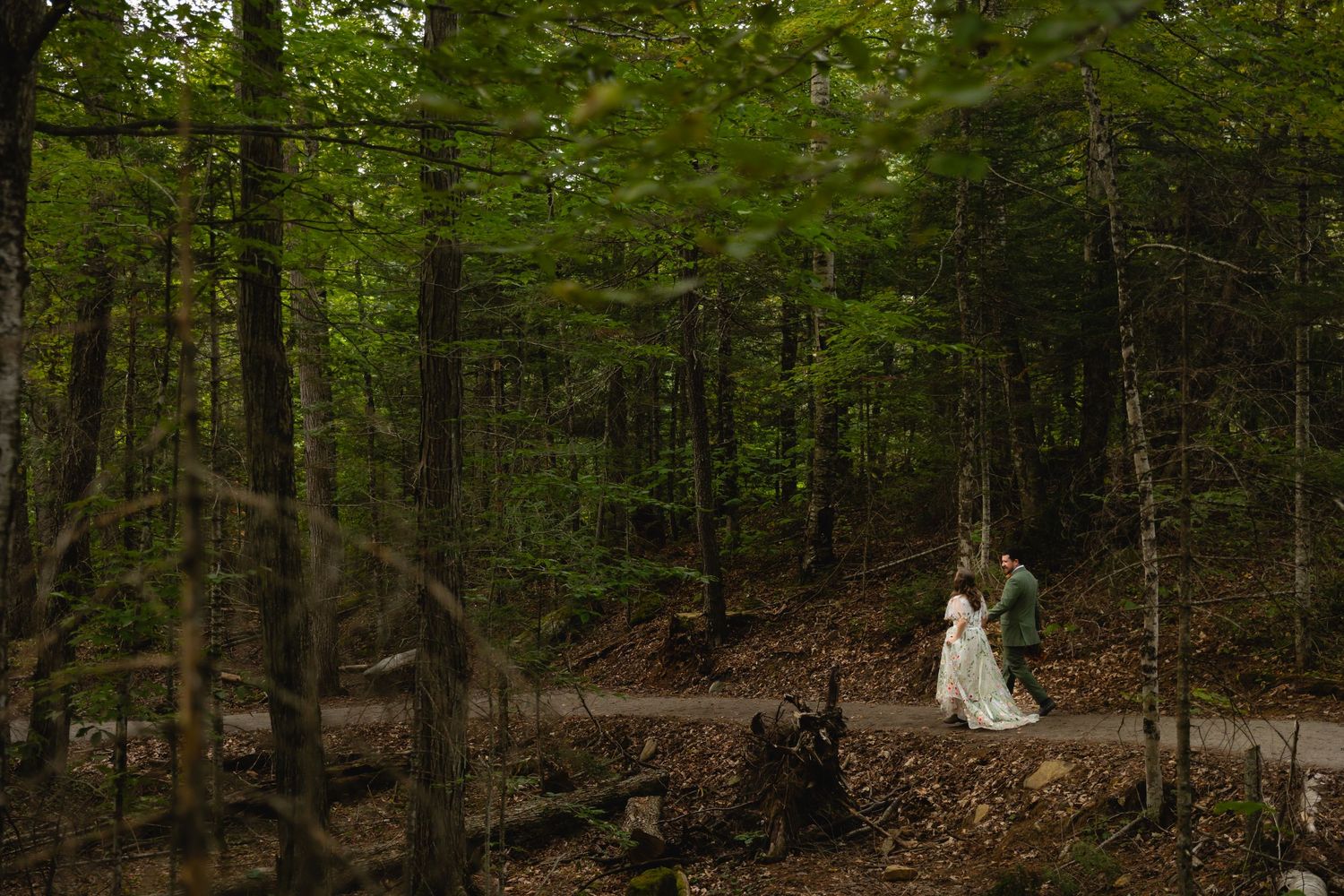 A dense forest trail leads through tall trees with sunlight filtering through the green canopy above.