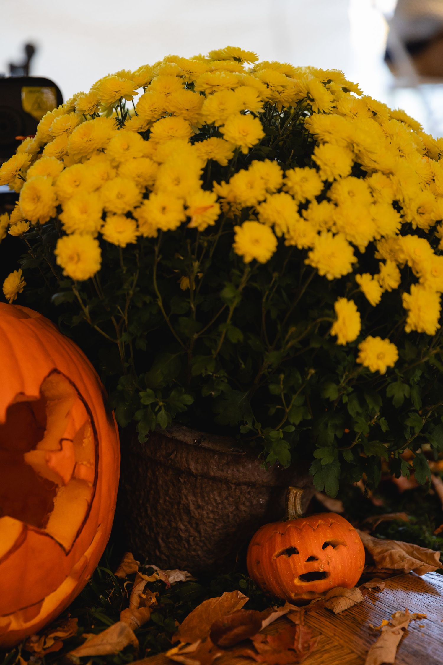 Yellow chrysanthemum flowers in a rustic planter with carved Halloween pumpkins create a festive autumn display.