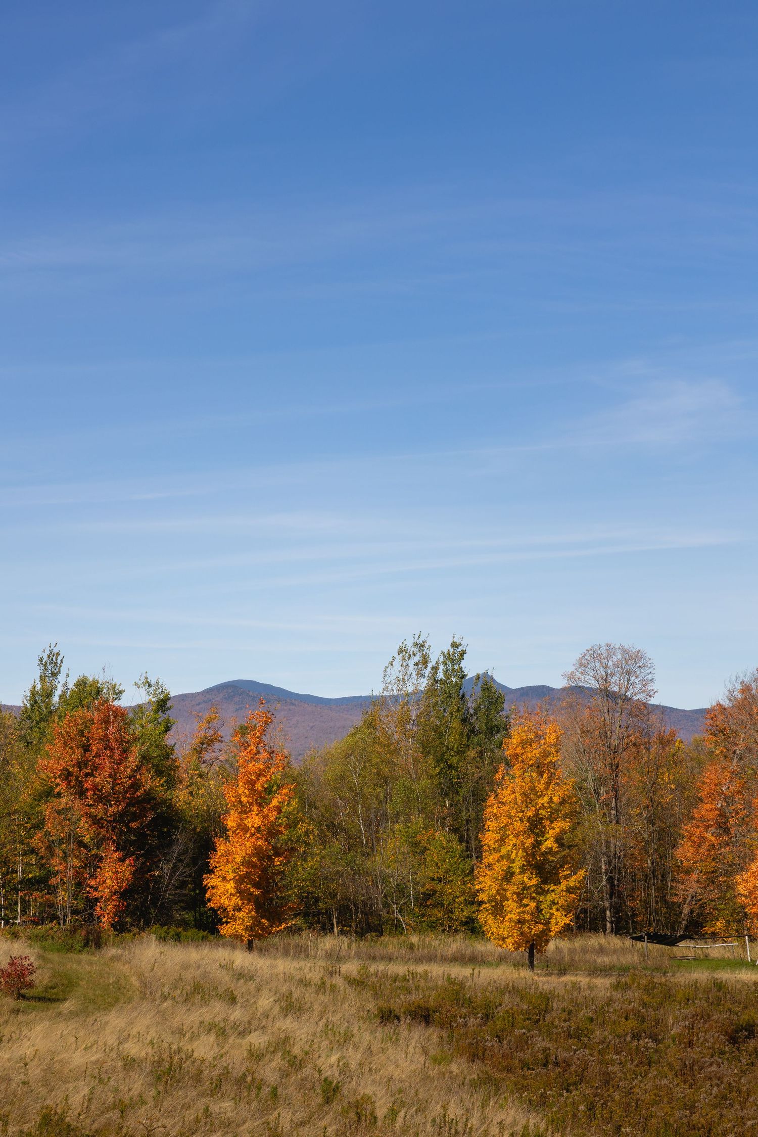 Autumn trees with vibrant orange and yellow foliage stand against distant mountains under a clear blue sky.