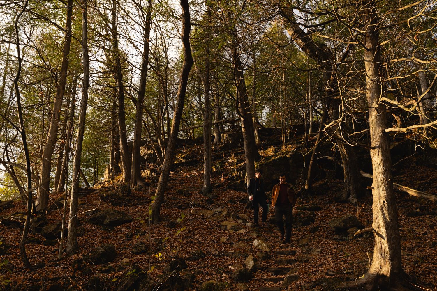 Late afternoon sunlight illuminates a steep wooded slope with bare trees and autumn leaves covering the forest floor.