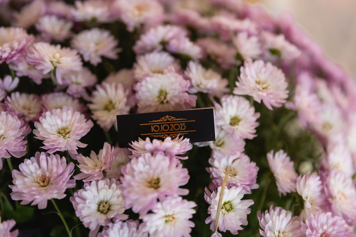 Pink chrysanthemum flowers blooming with a small black name tag nestled among the delicate petals.