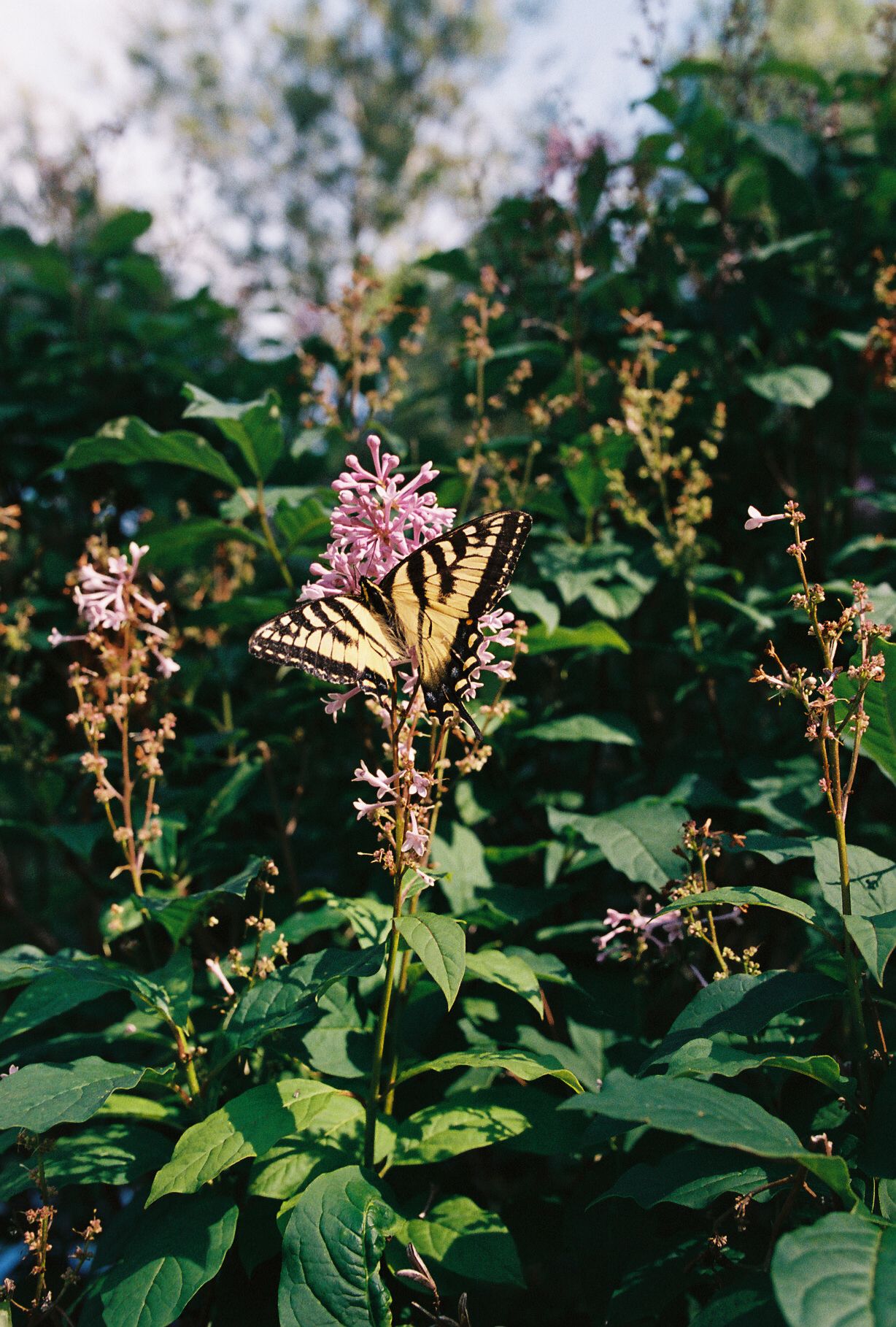 A swallowtail butterfly perches delicately on pink wildflowers against a backdrop of lush green foliage.