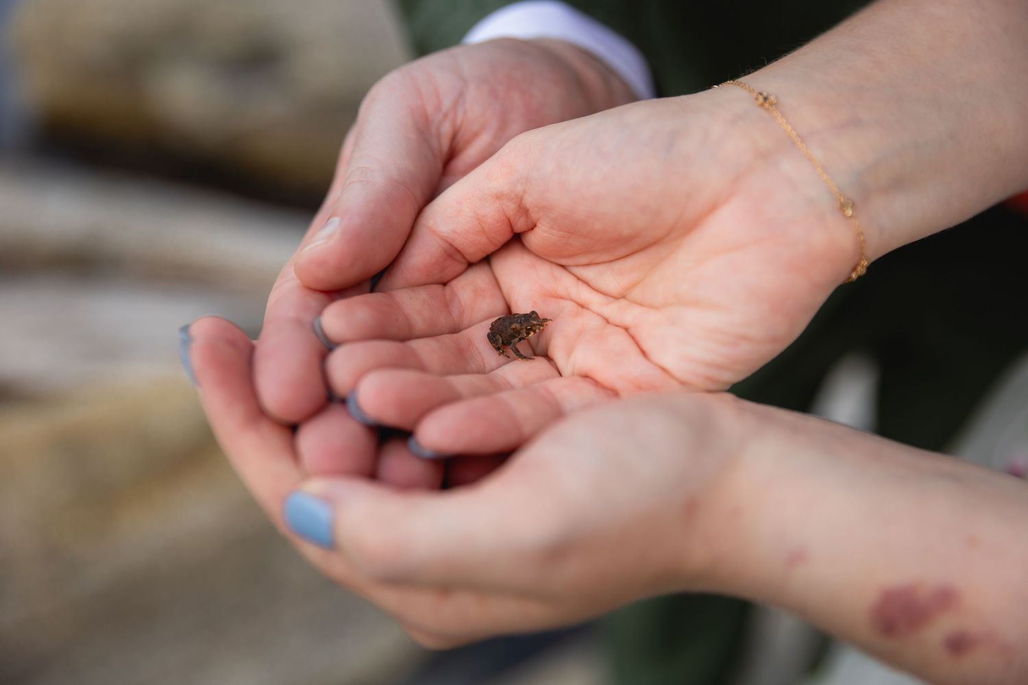 Close-up shots of hands holding and examining small frogs found in nature.