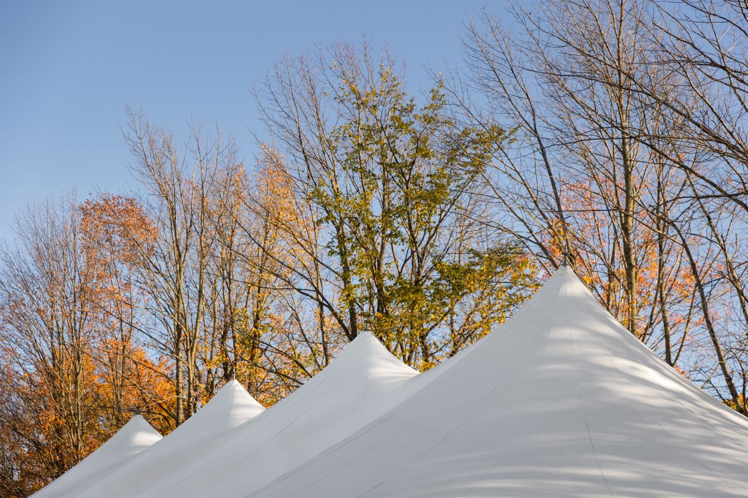 Snow-covered trees line a winter landscape with a white stone building in the background.