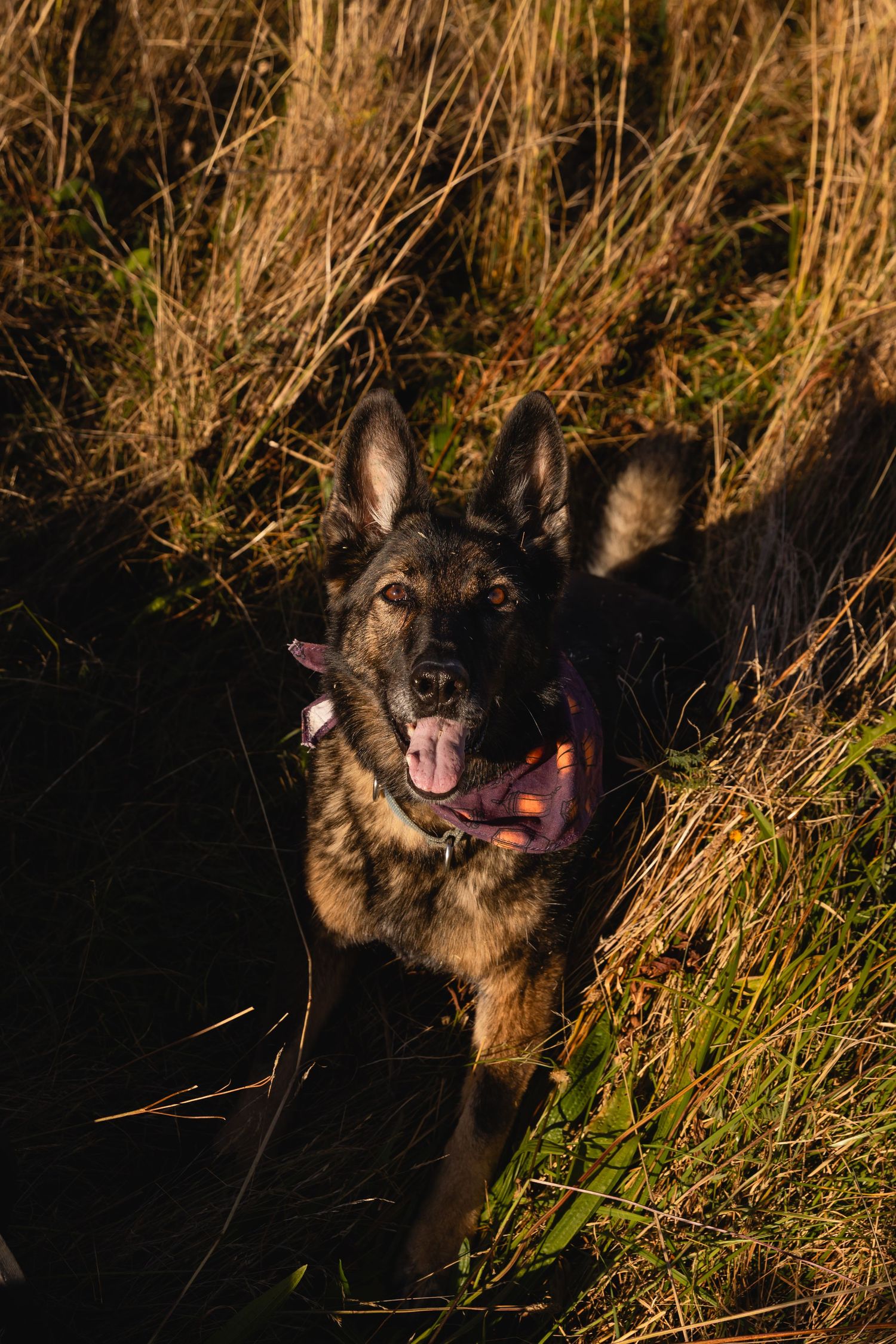 A sequence of four photos shows a happy German Shepherd dog playing in tall brown grass at sunset.
