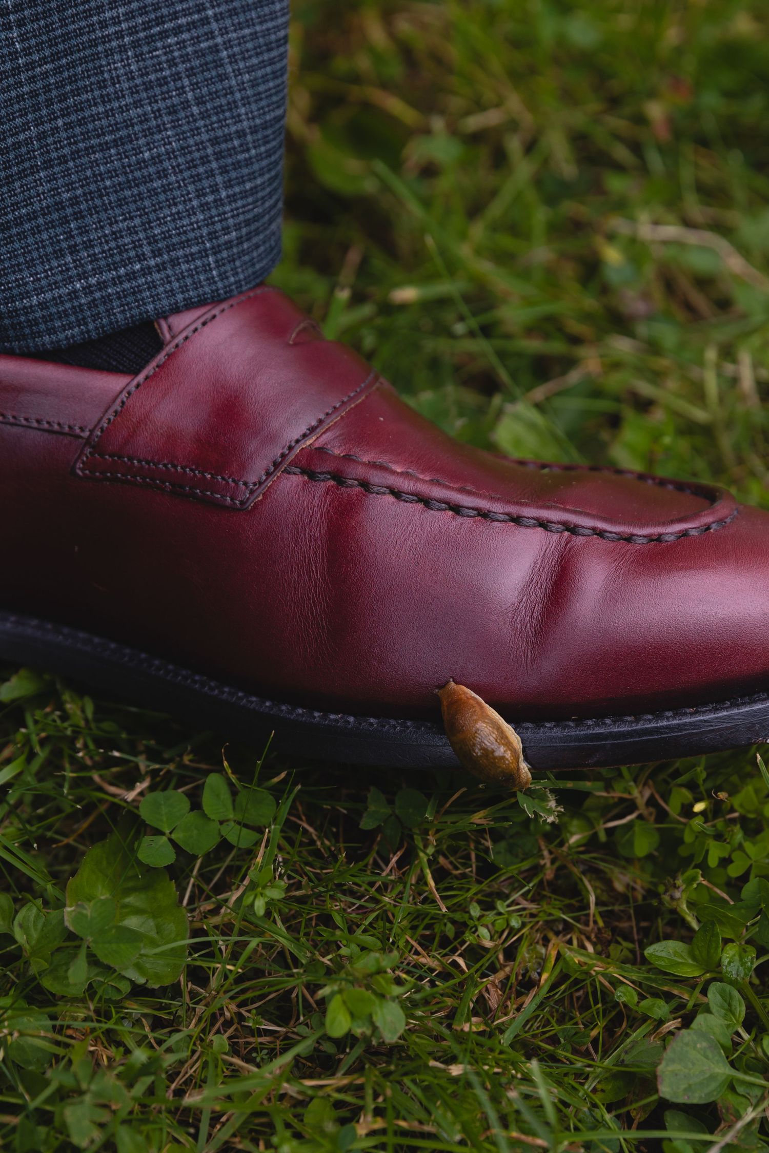 Close-up of burgundy leather dress shoe on grass with navy suit pant.