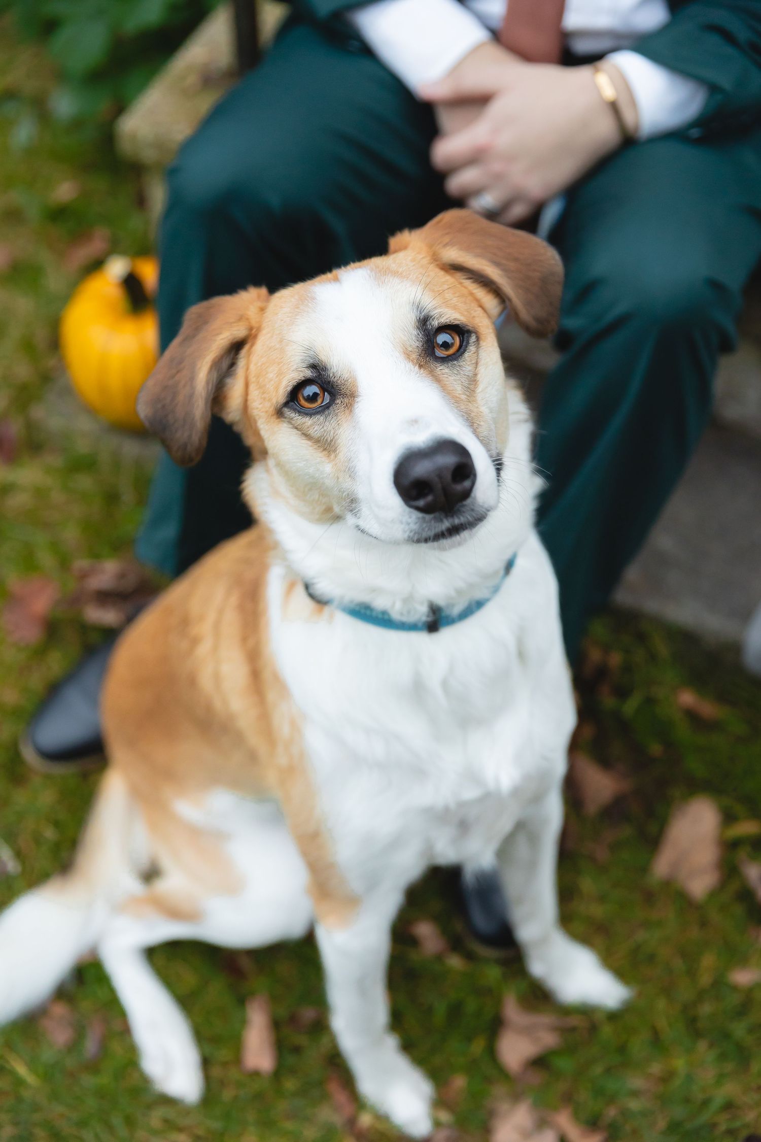 Adorable brown and white dog with blue collar looking at camera with expressive eyes.