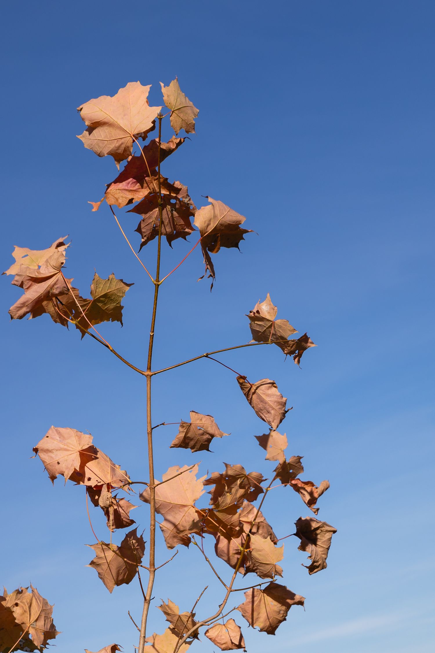Dried brown leaves on thin branches against a bright blue sky background.