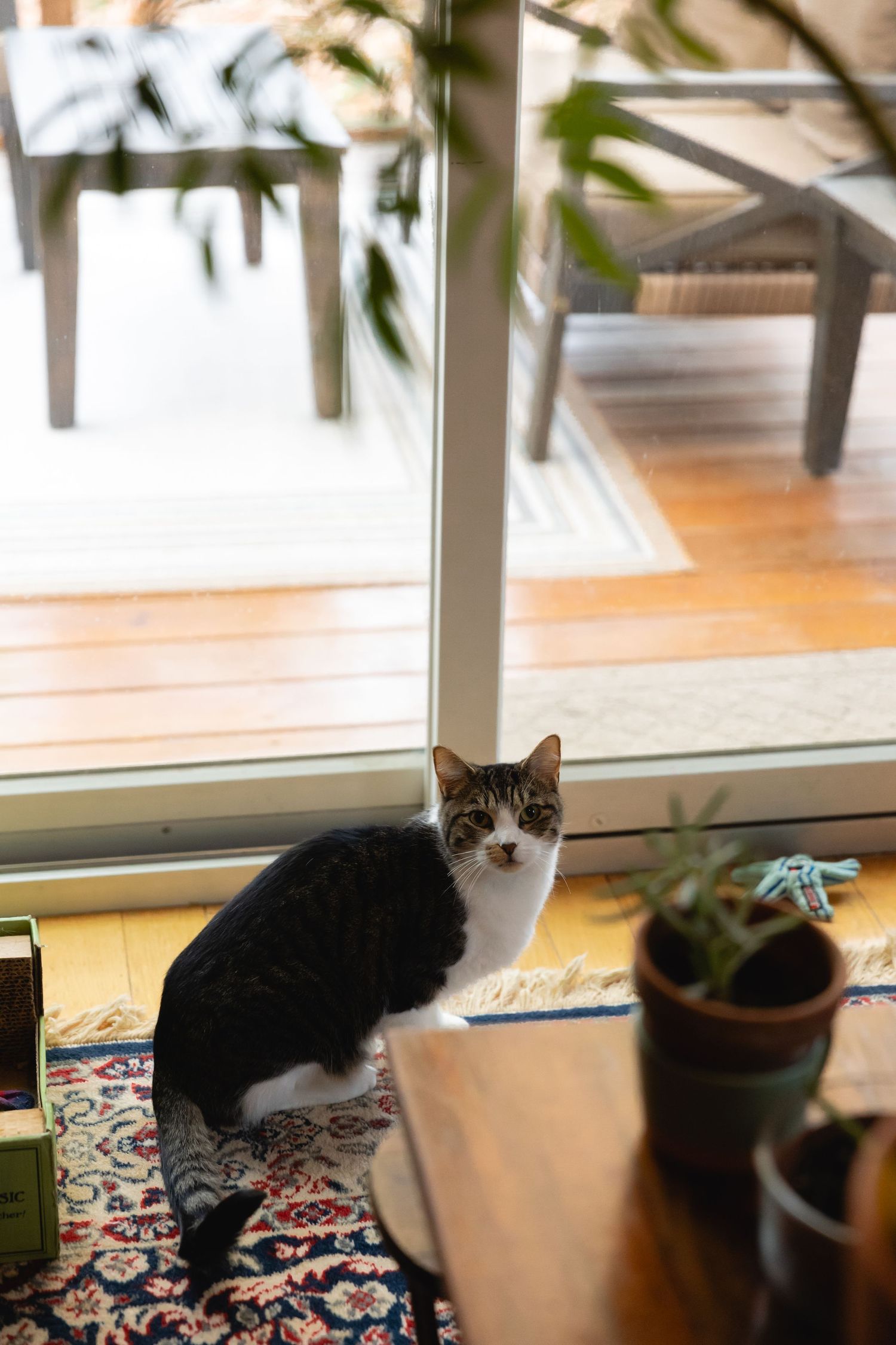 A black and white cat sits by a window next to potted plants on a decorative rug in a sunny indoor space.