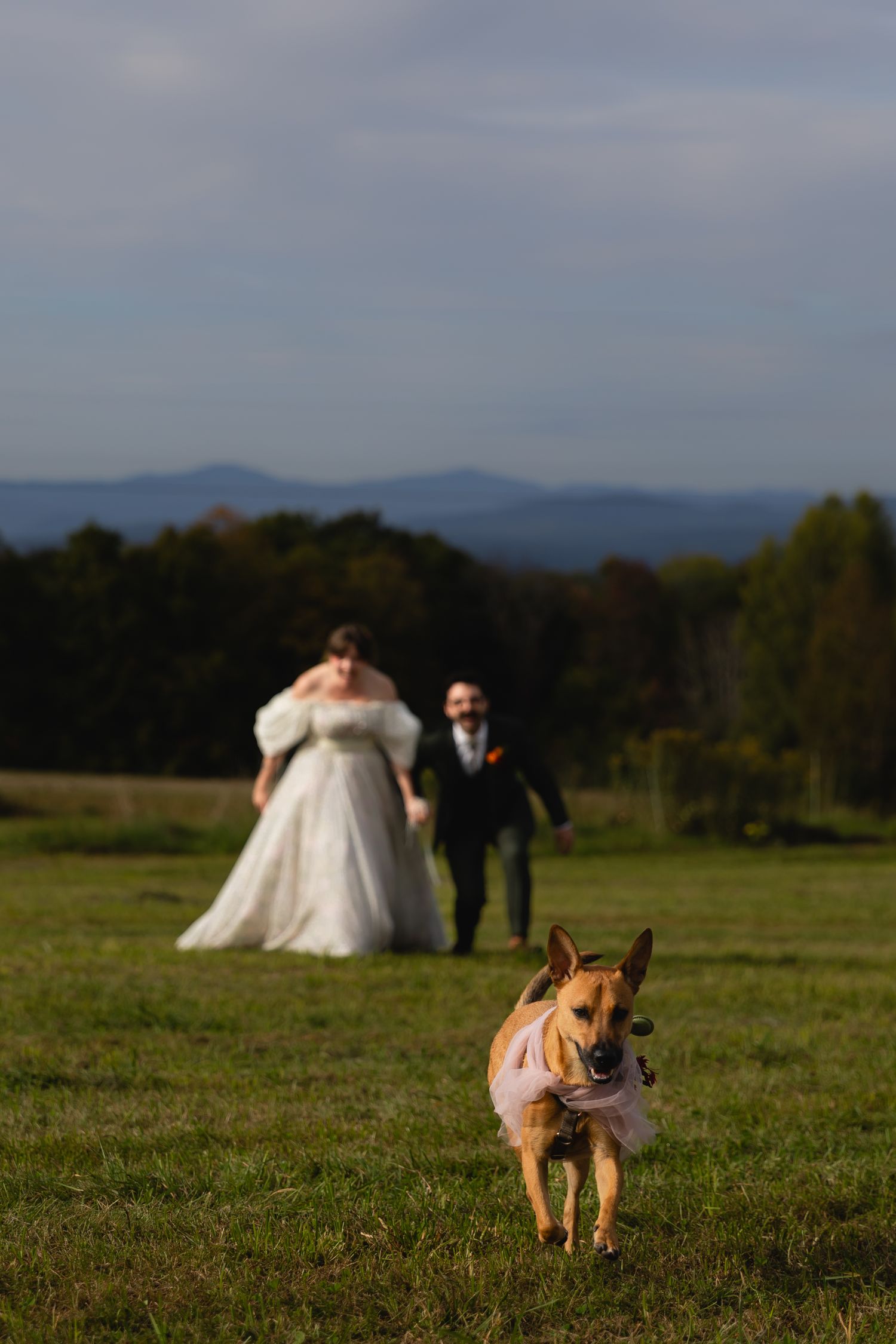 A dog in a pink outfit runs toward the camera as a bride and groom walk hand-in-hand across a green field.