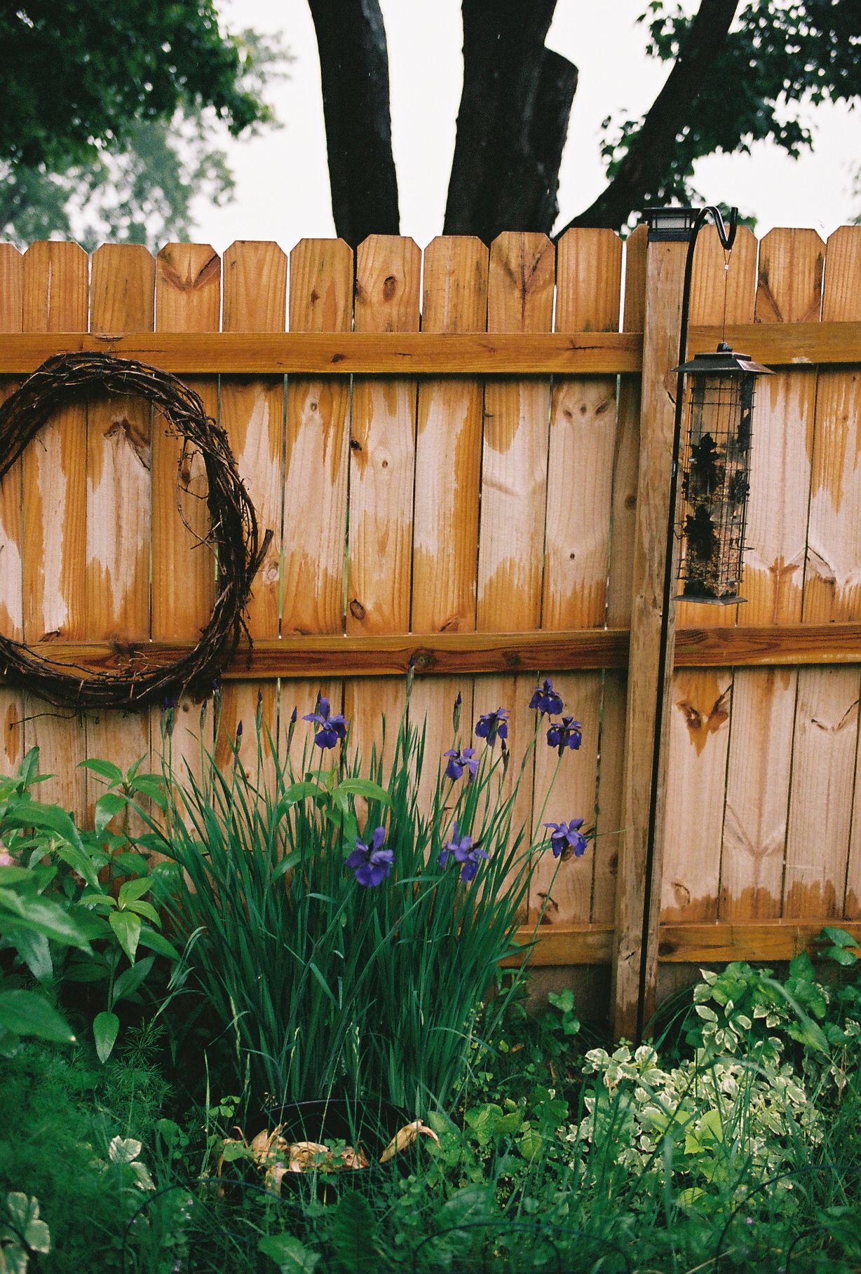 Purple iris flowers bloom beside a weathered wooden fence with a rustic wreath hanging on it.