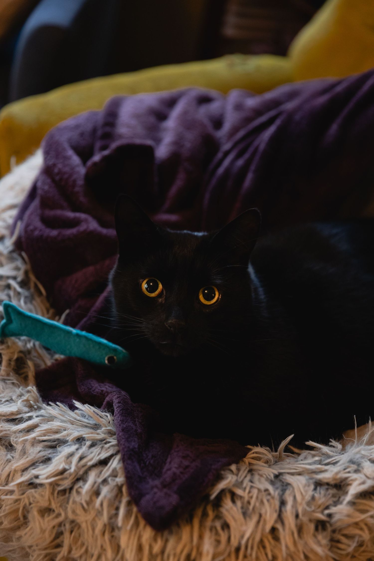 A black cat with bright yellow eyes rests on a fluffy blanket with a purple throw nearby.